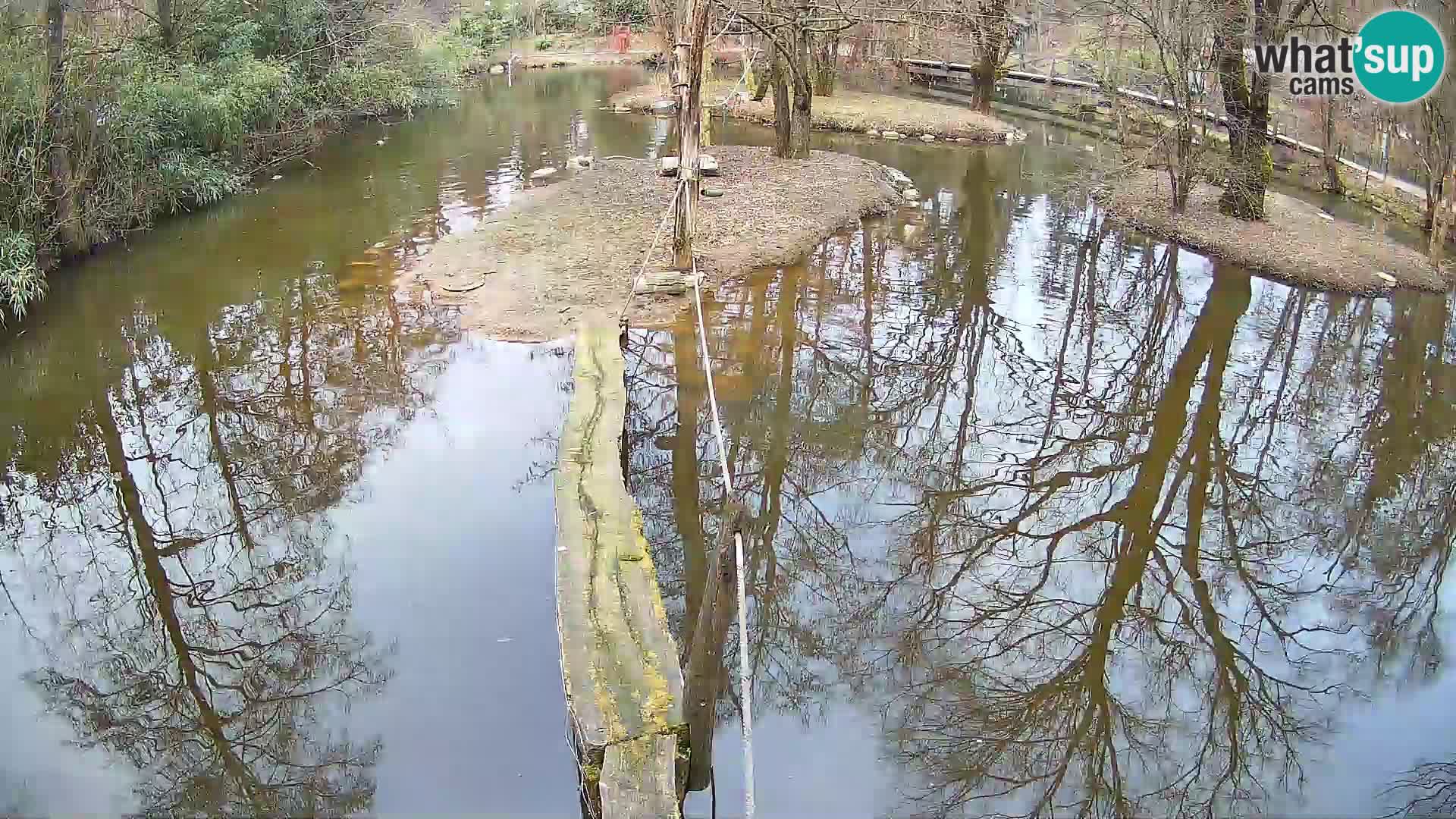 Navadni vari v živo – Ljubljana živalski vrt