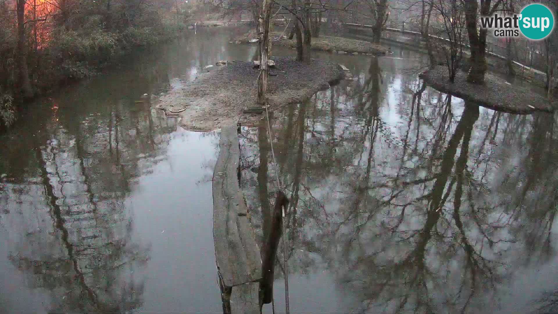 Lémur rufo blanco y negro – Ljubljana Zoo en vivo