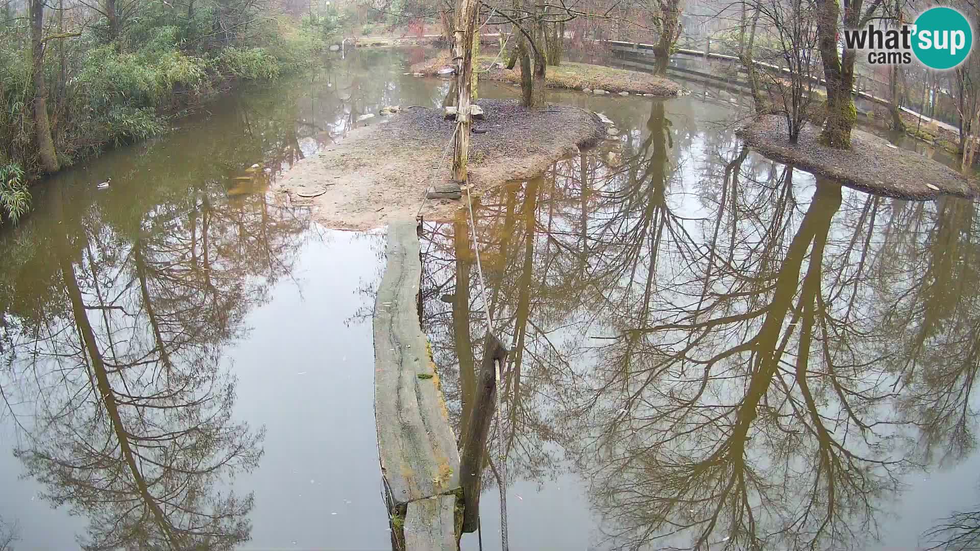 Navadni vari u živo – Ljubljana zoo