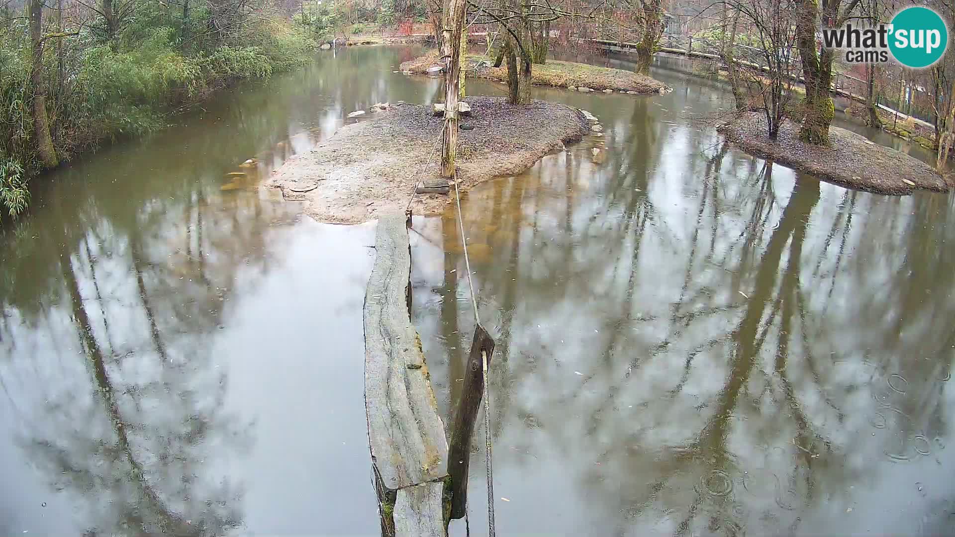 Lémur rufo blanco y negro – Ljubljana Zoo en vivo