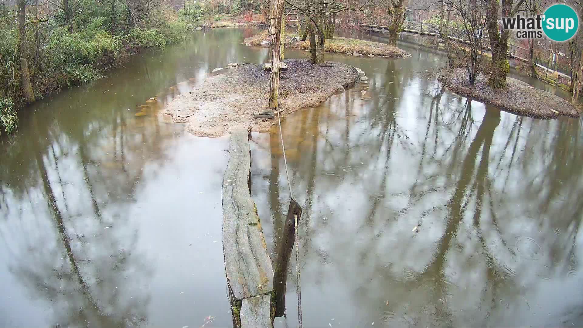 Lémur rufo blanco y negro – Ljubljana Zoo en vivo