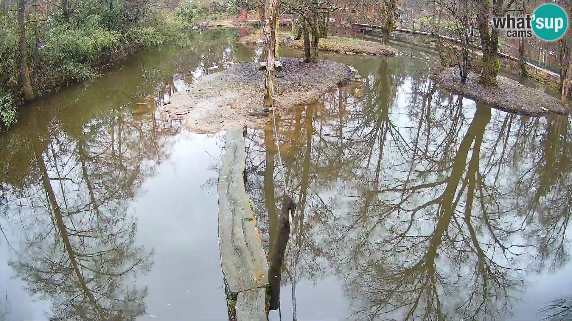 Schwarzweiße Vari Zoo Ljubljana webcam