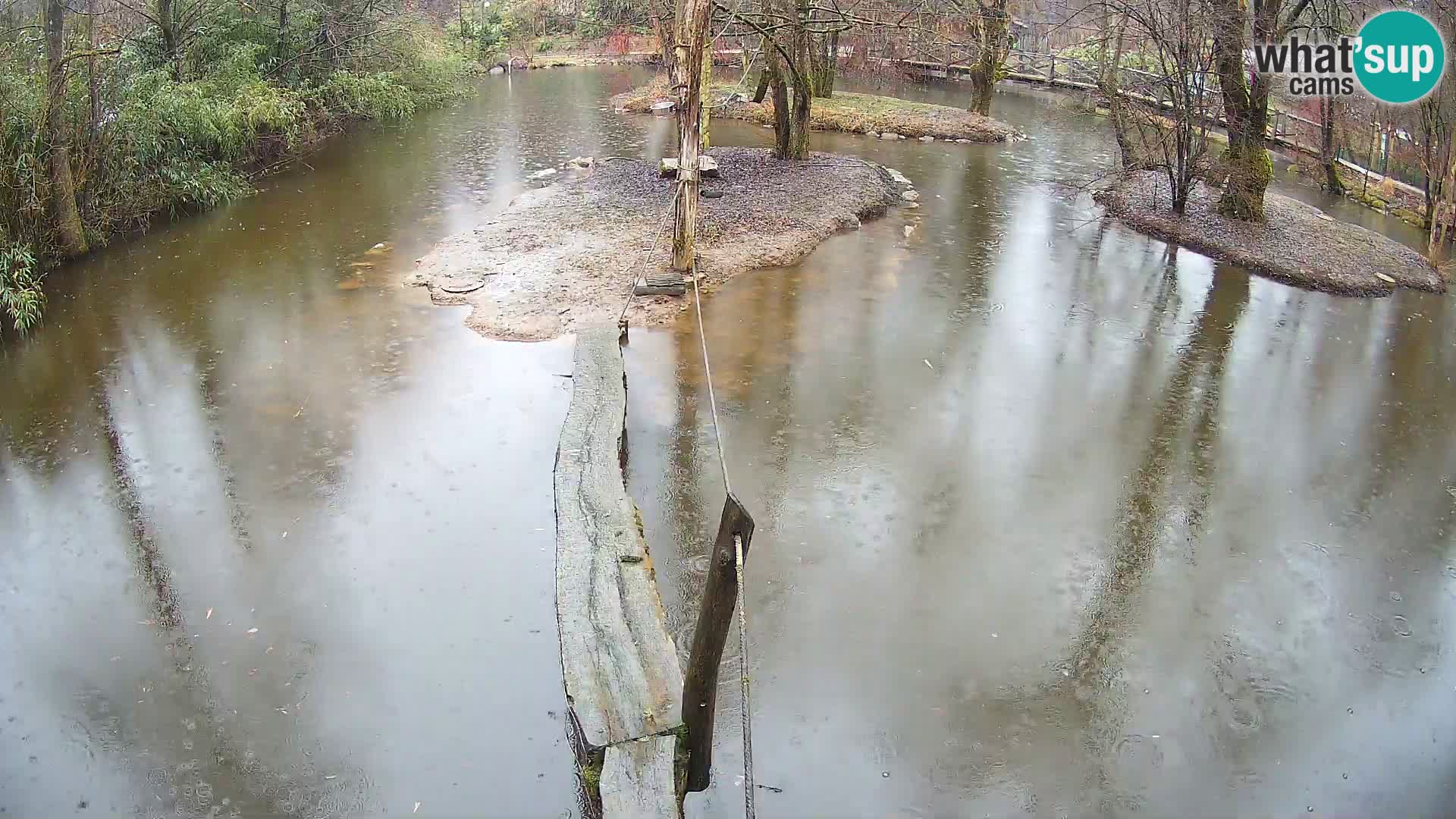 Navadni vari u živo – Ljubljana zoo