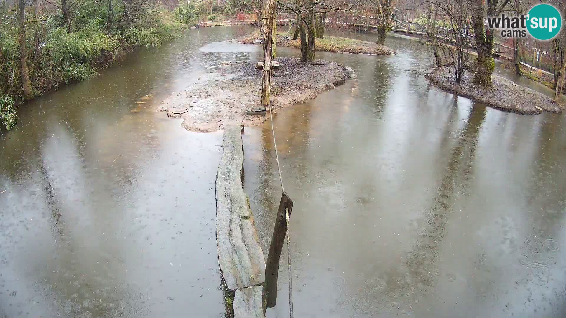 Navadni vari u živo – Ljubljana zoo