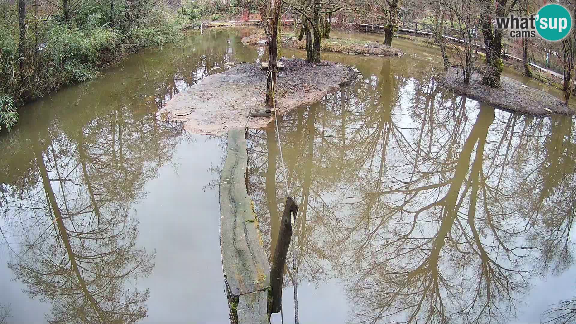 Vari noir et blanc – Ljubljana ZOO  livecam