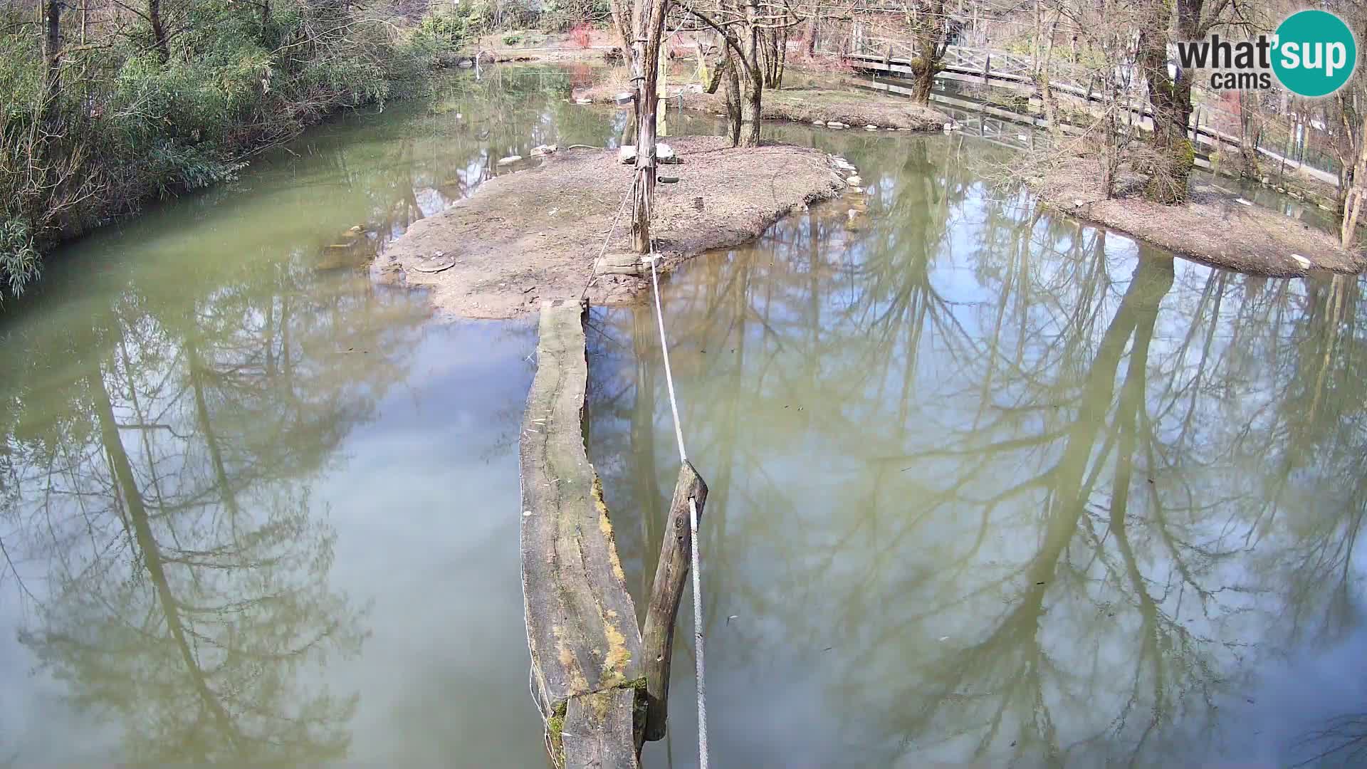 Navadni vari v živo – Ljubljana živalski vrt