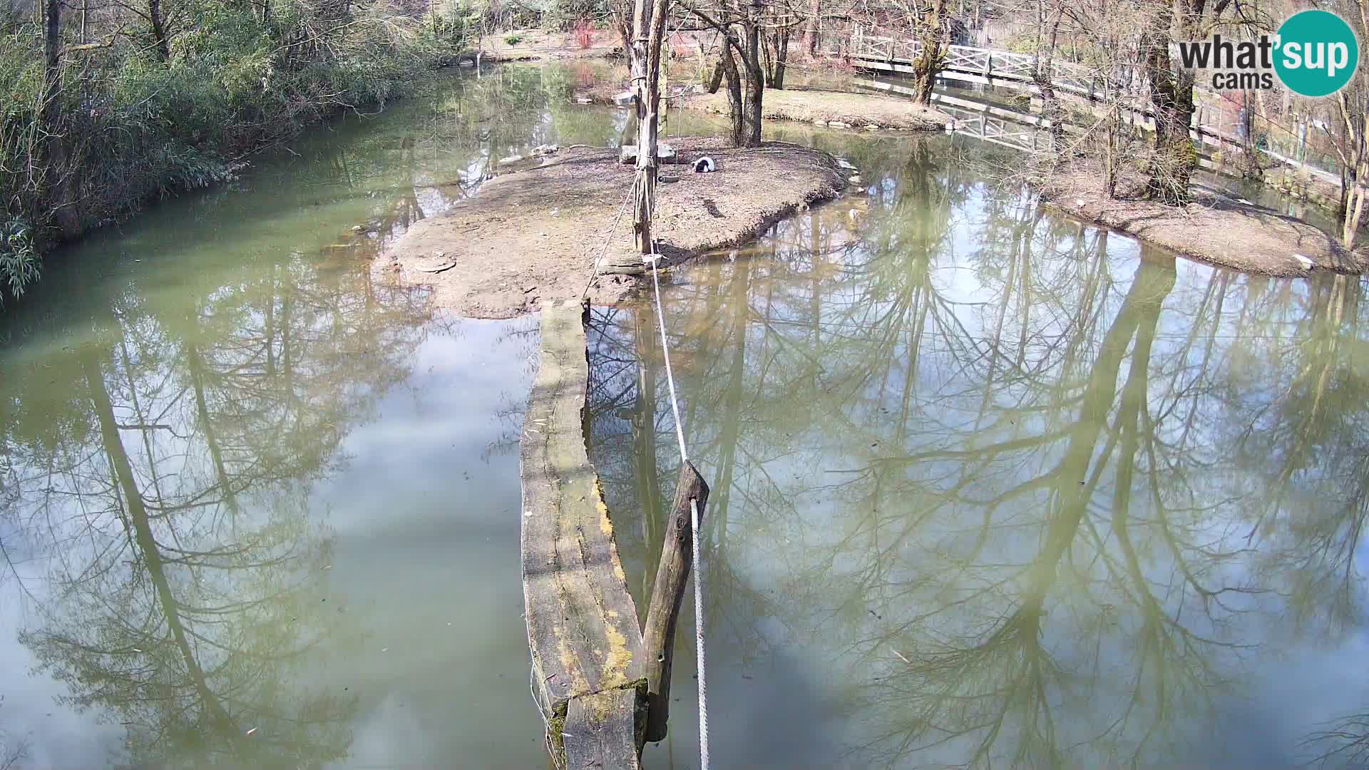 Lémur rufo blanco y negro – Ljubljana Zoo en vivo