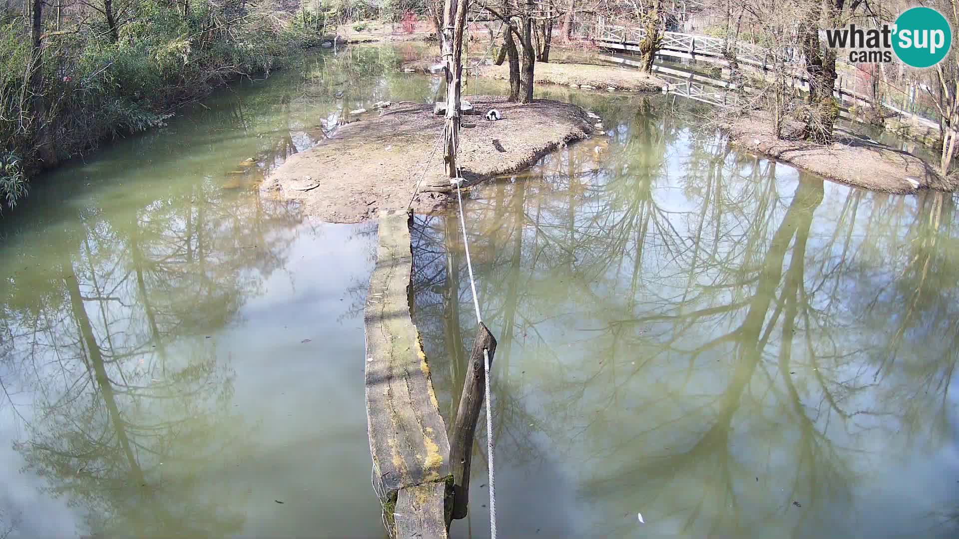 Schwarzweiße Vari Zoo Ljubljana webcam