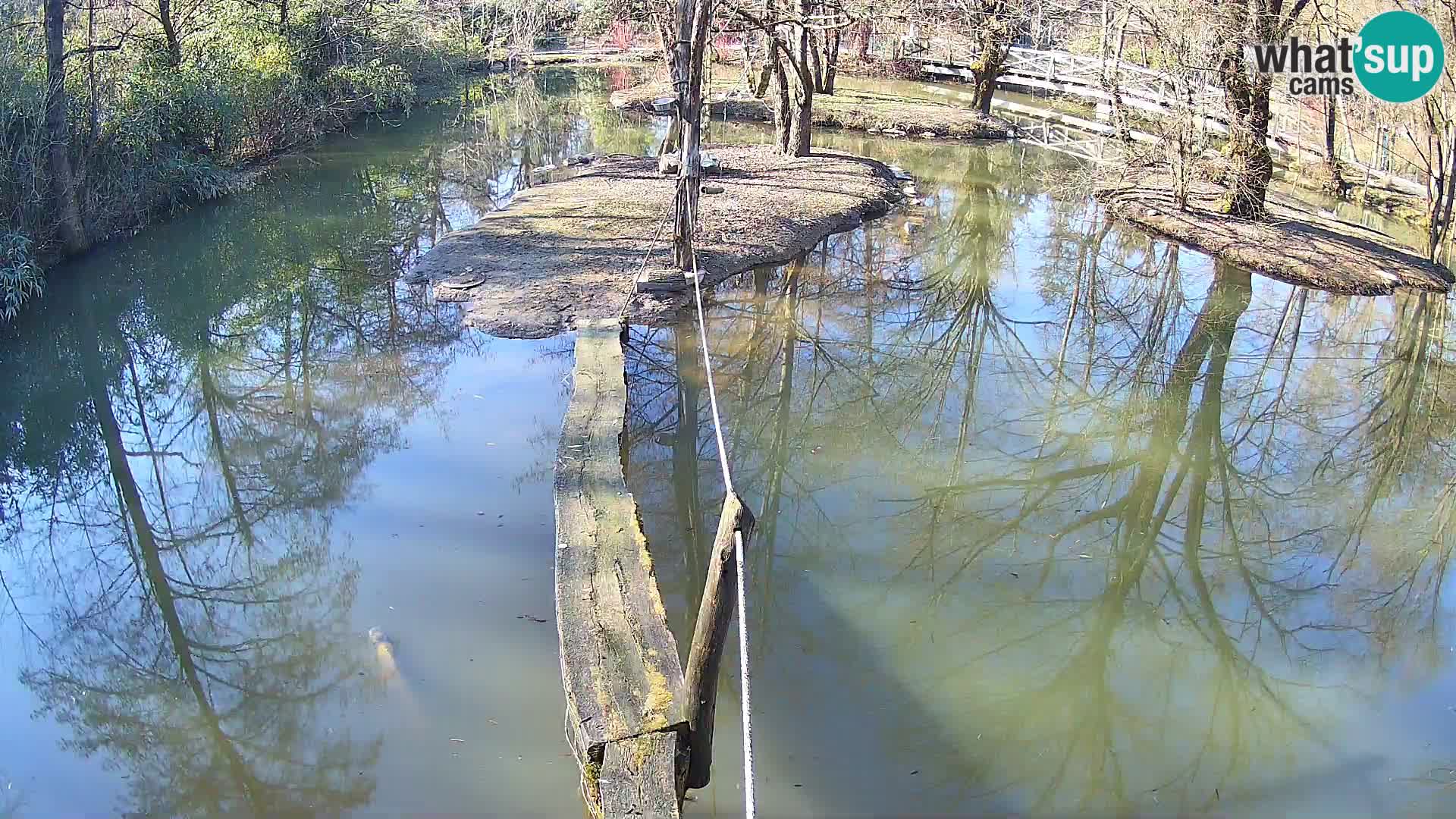 Navadni vari u živo – Ljubljana zoo