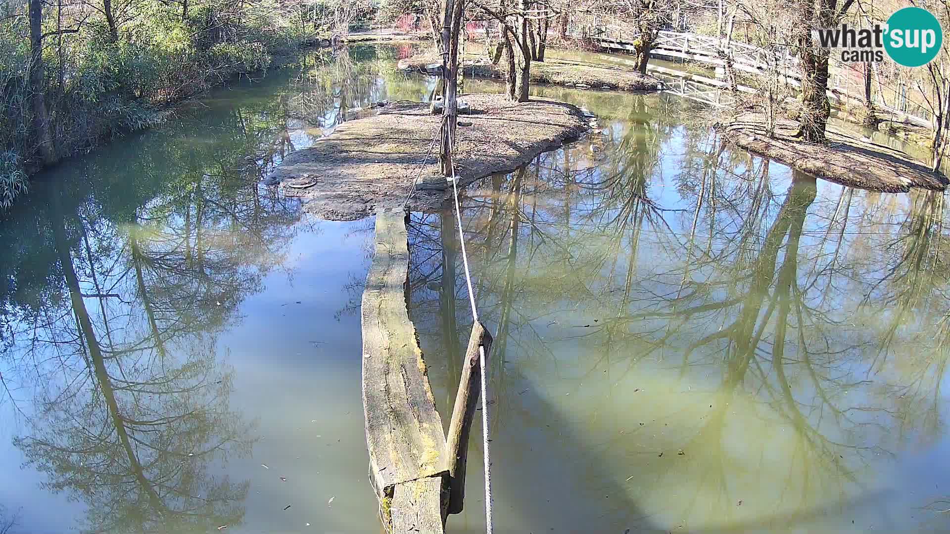 Vari noir et blanc – Ljubljana ZOO  livecam