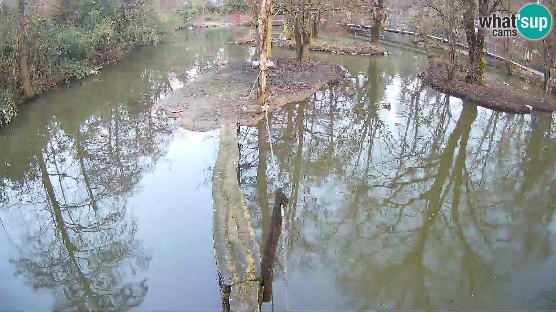 Schwarzweiße Vari Zoo Ljubljana webcam