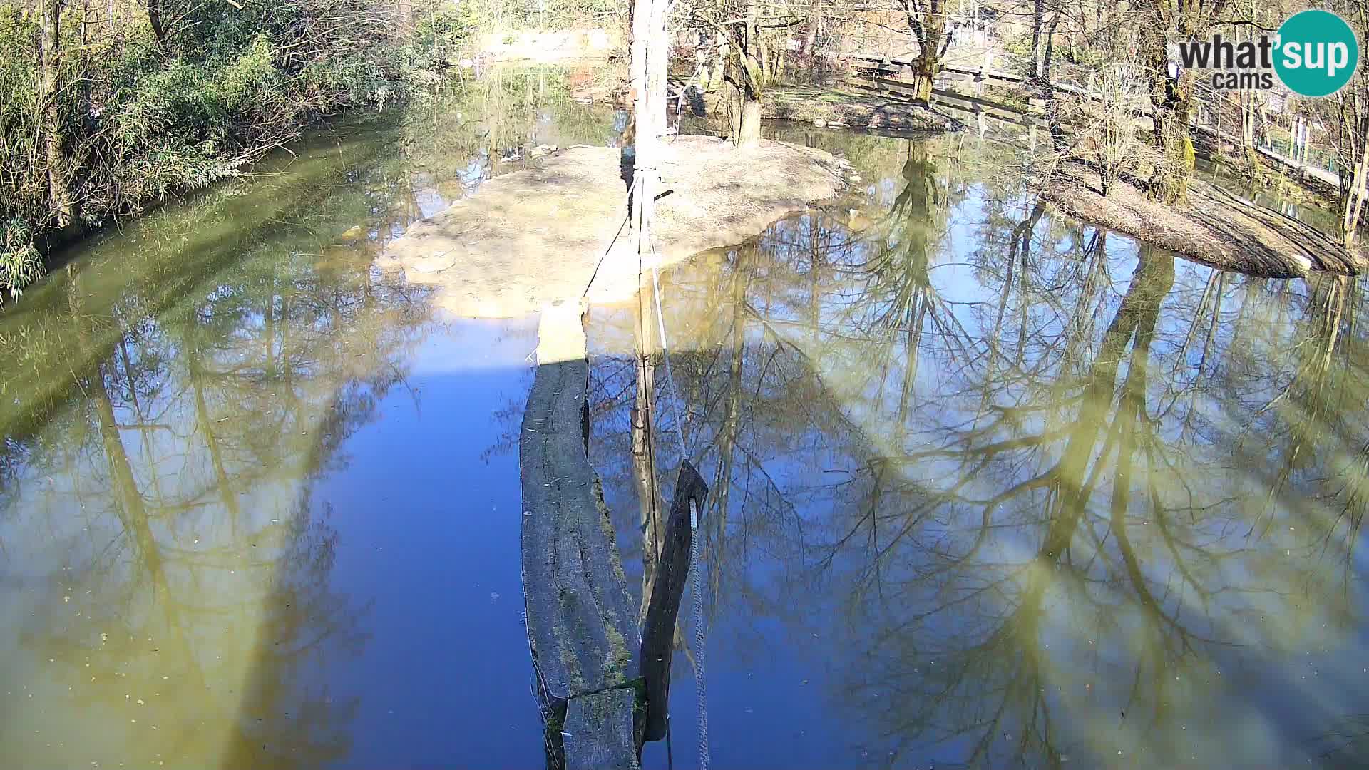 Navadni vari u živo – Ljubljana zoo