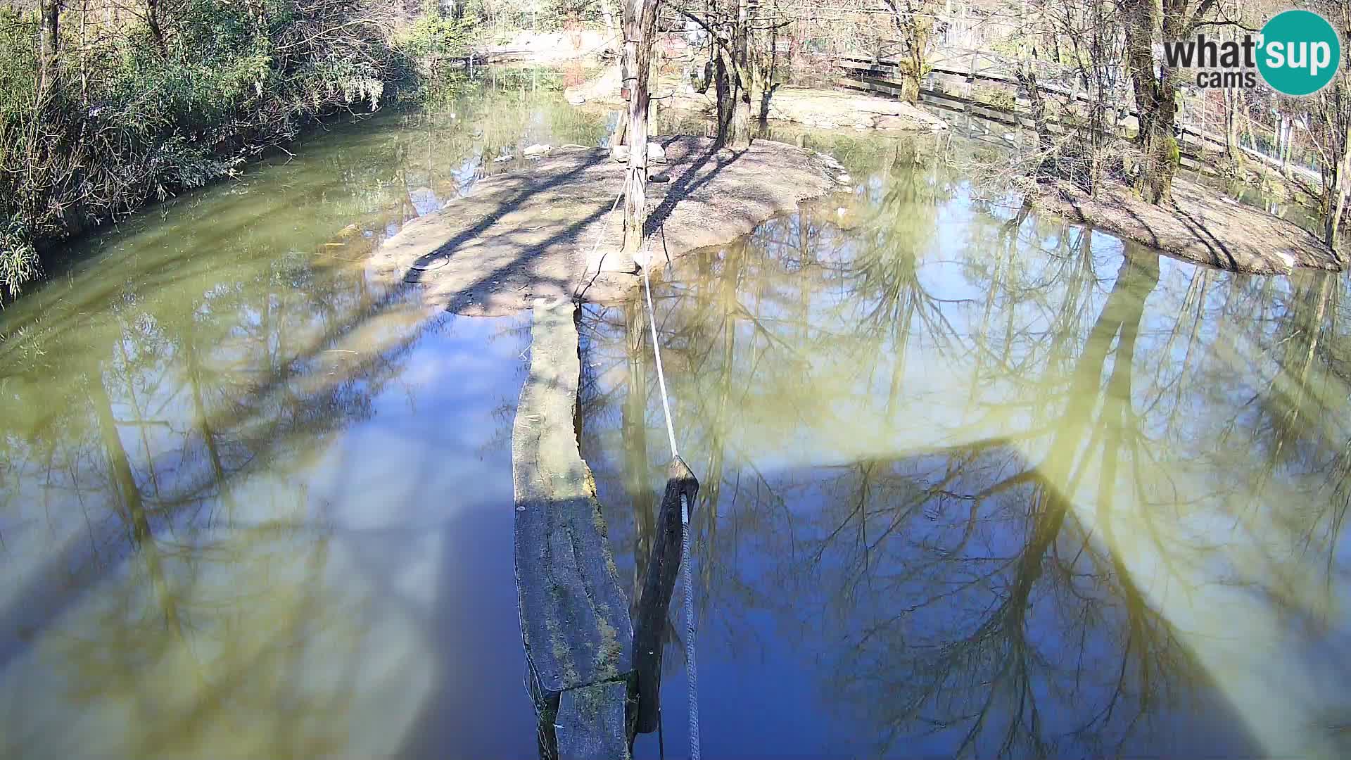 Navadni vari u živo – Ljubljana zoo