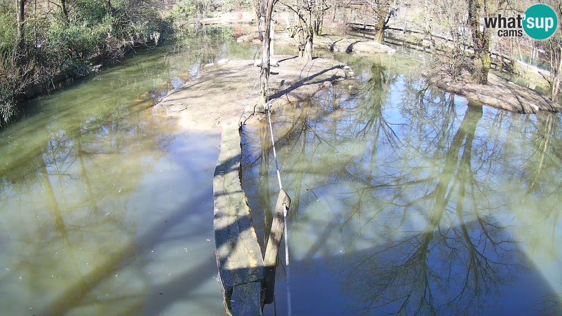 Lémur rufo blanco y negro – Ljubljana Zoo en vivo