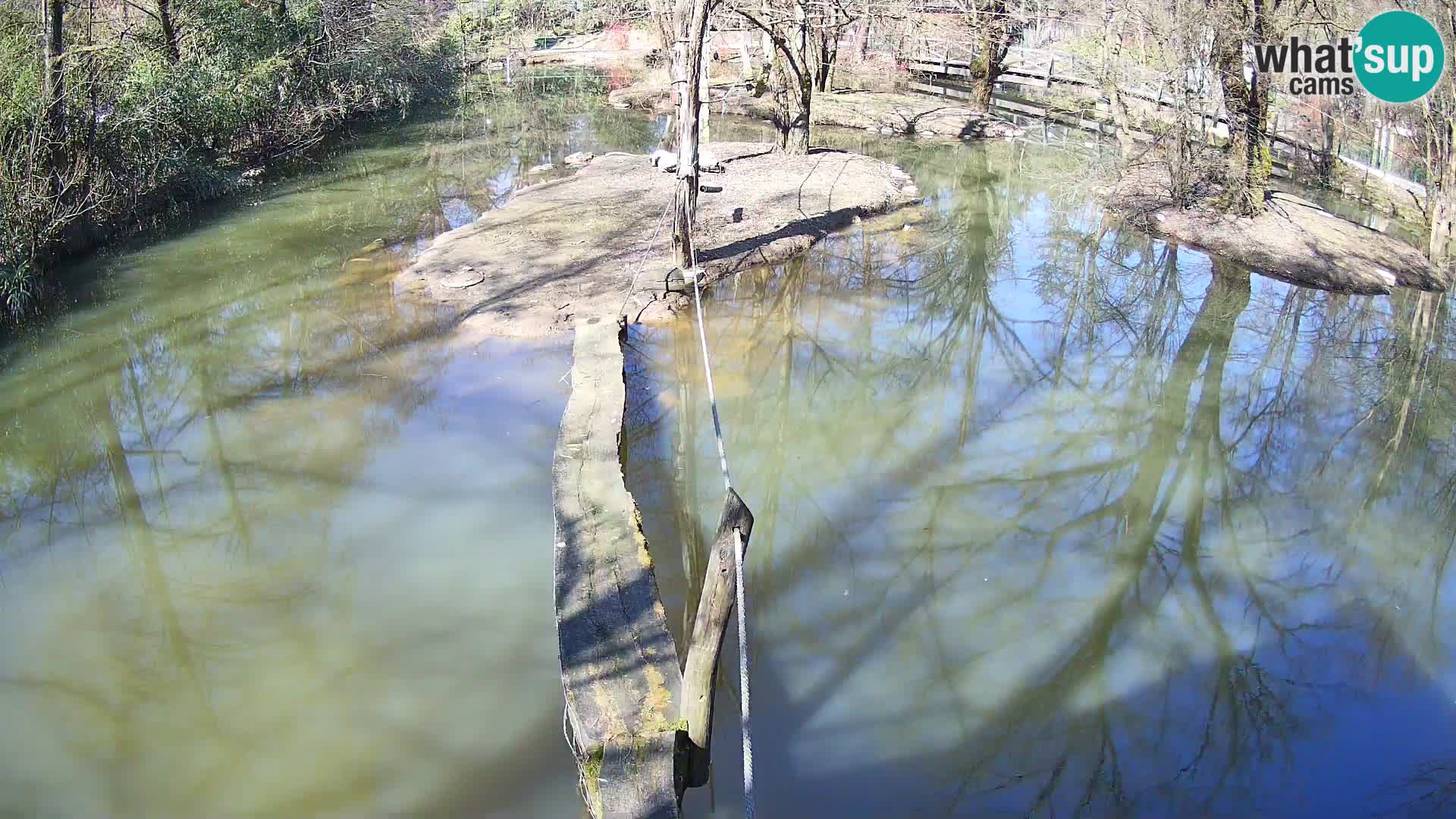 Lémur rufo blanco y negro – Ljubljana Zoo en vivo