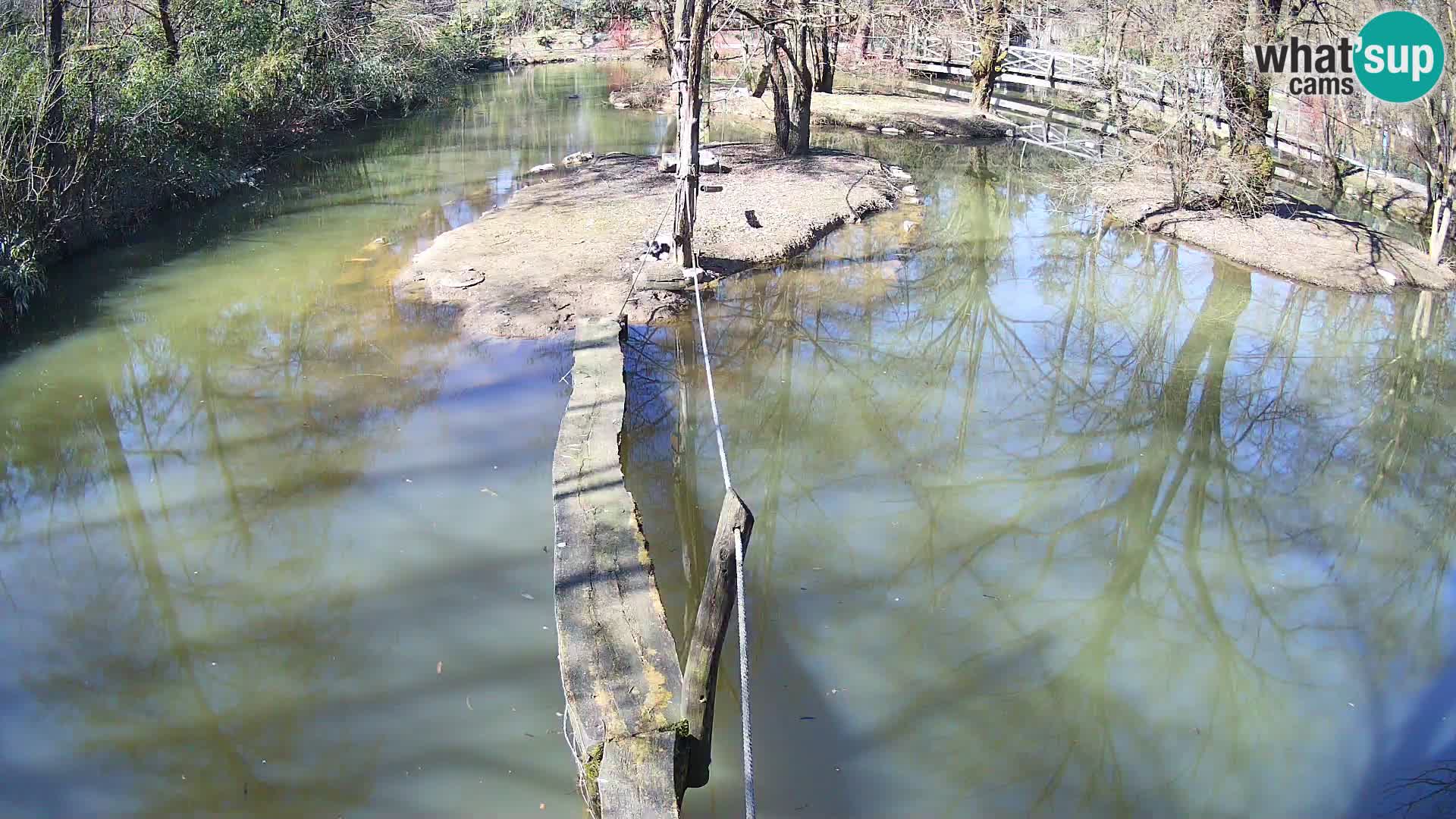 Navadni vari u živo – Ljubljana zoo