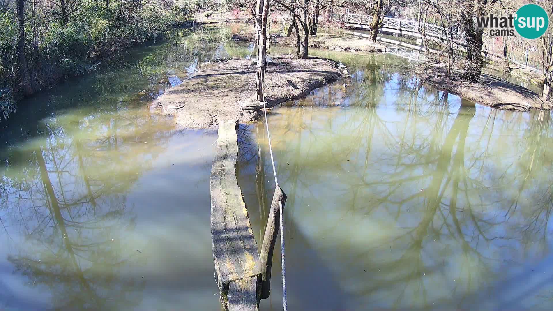 Vari noir et blanc – Ljubljana ZOO  livecam