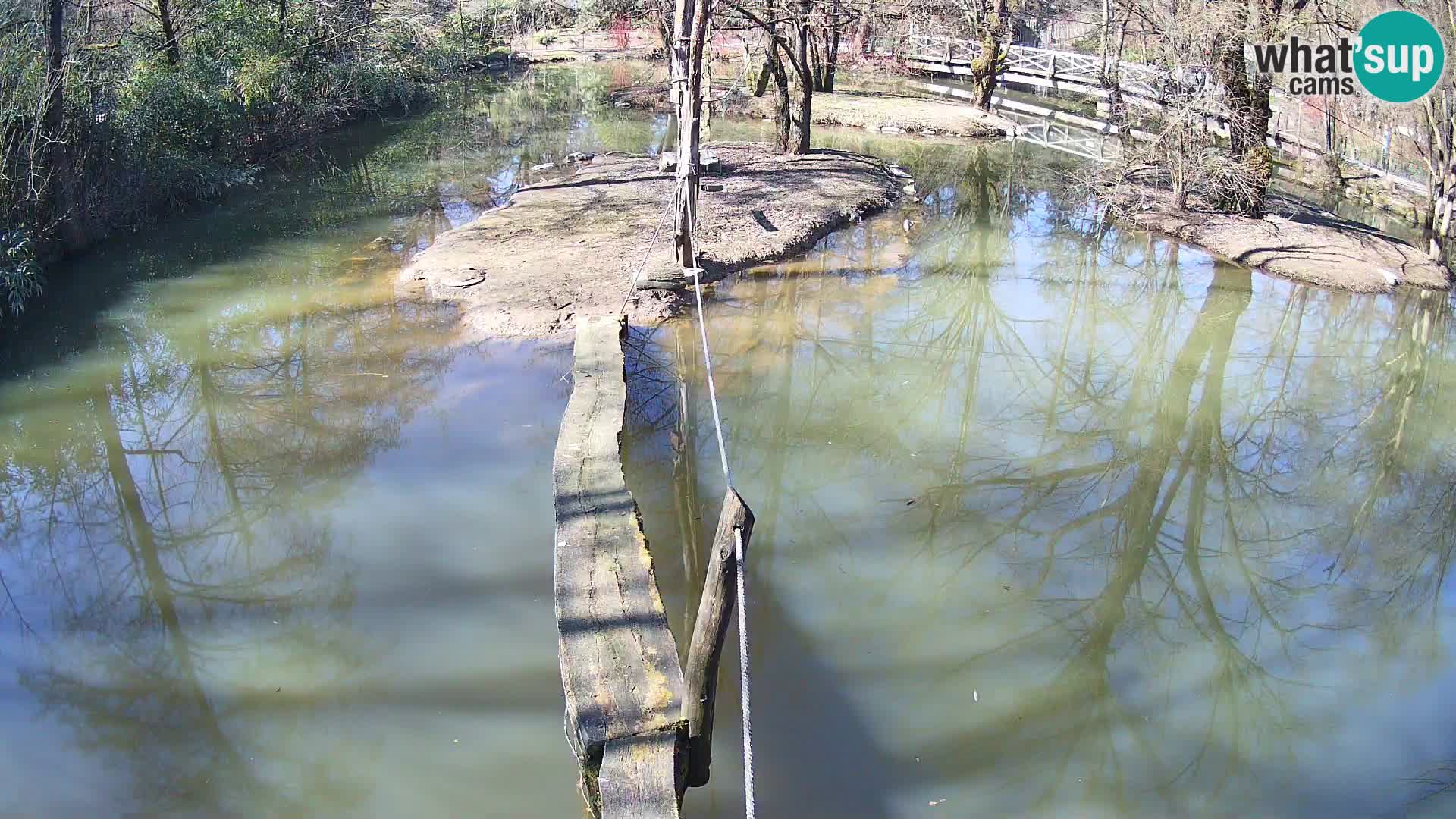 Vari noir et blanc – Ljubljana ZOO  livecam