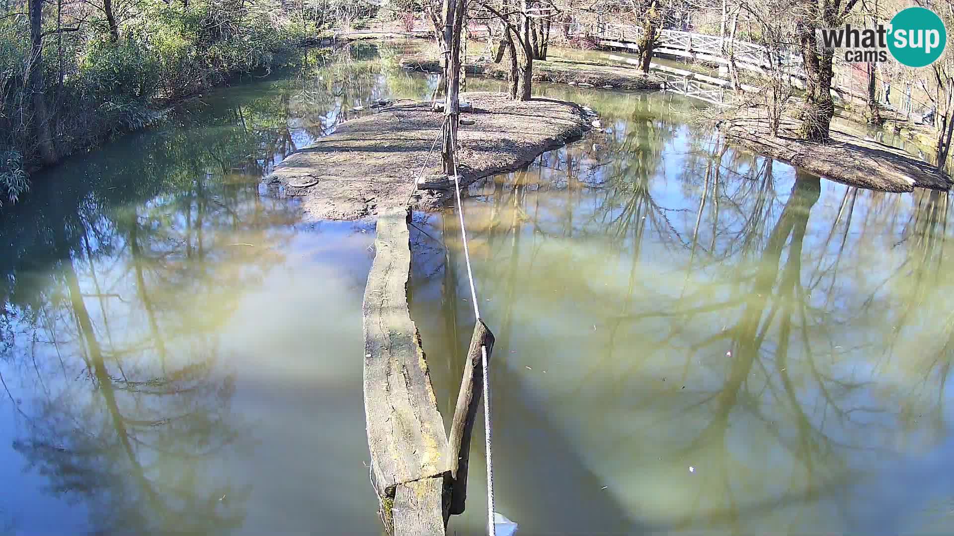 Schwarzweiße Vari Zoo Ljubljana webcam