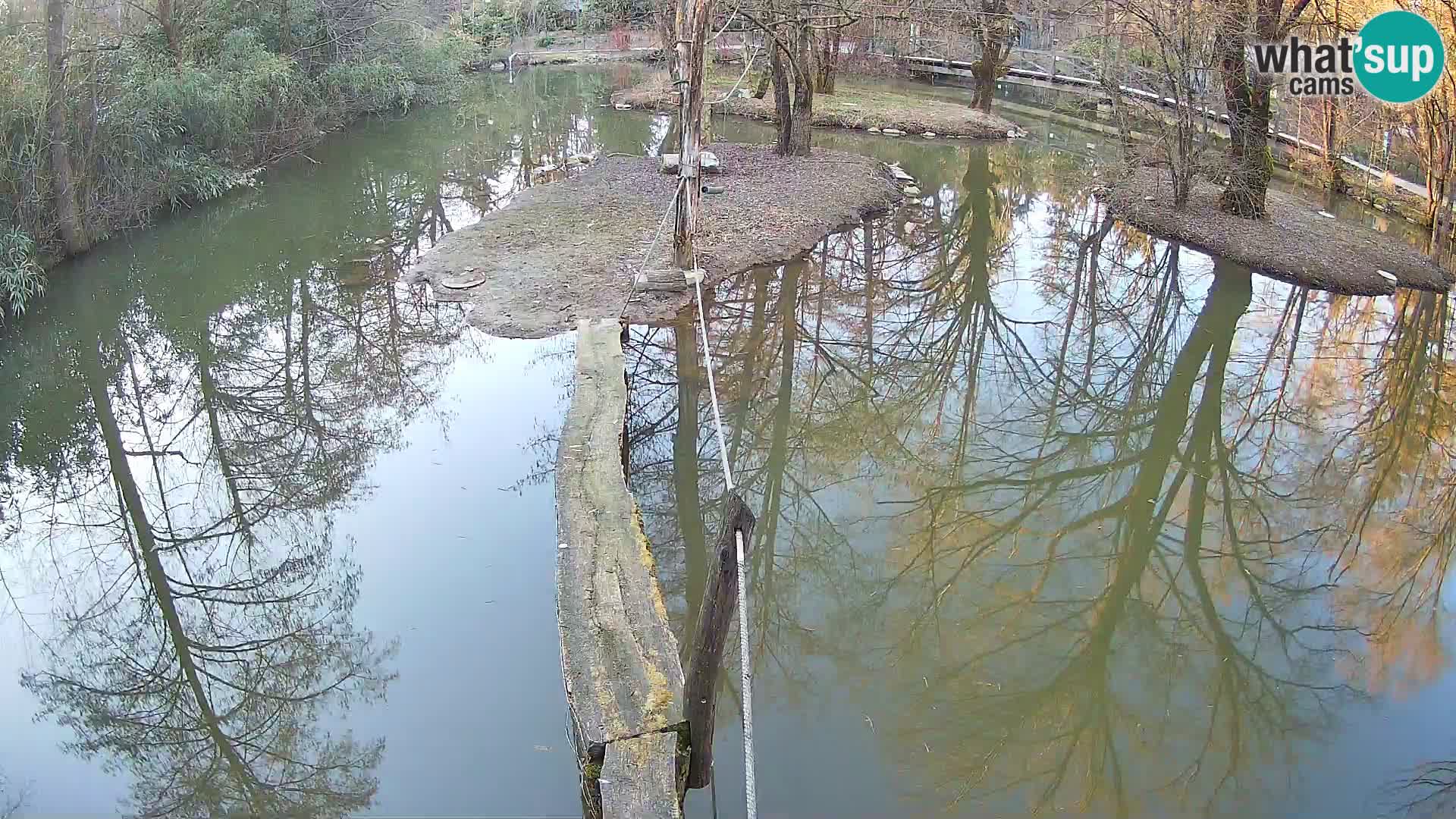 Navadni vari u živo – Ljubljana zoo