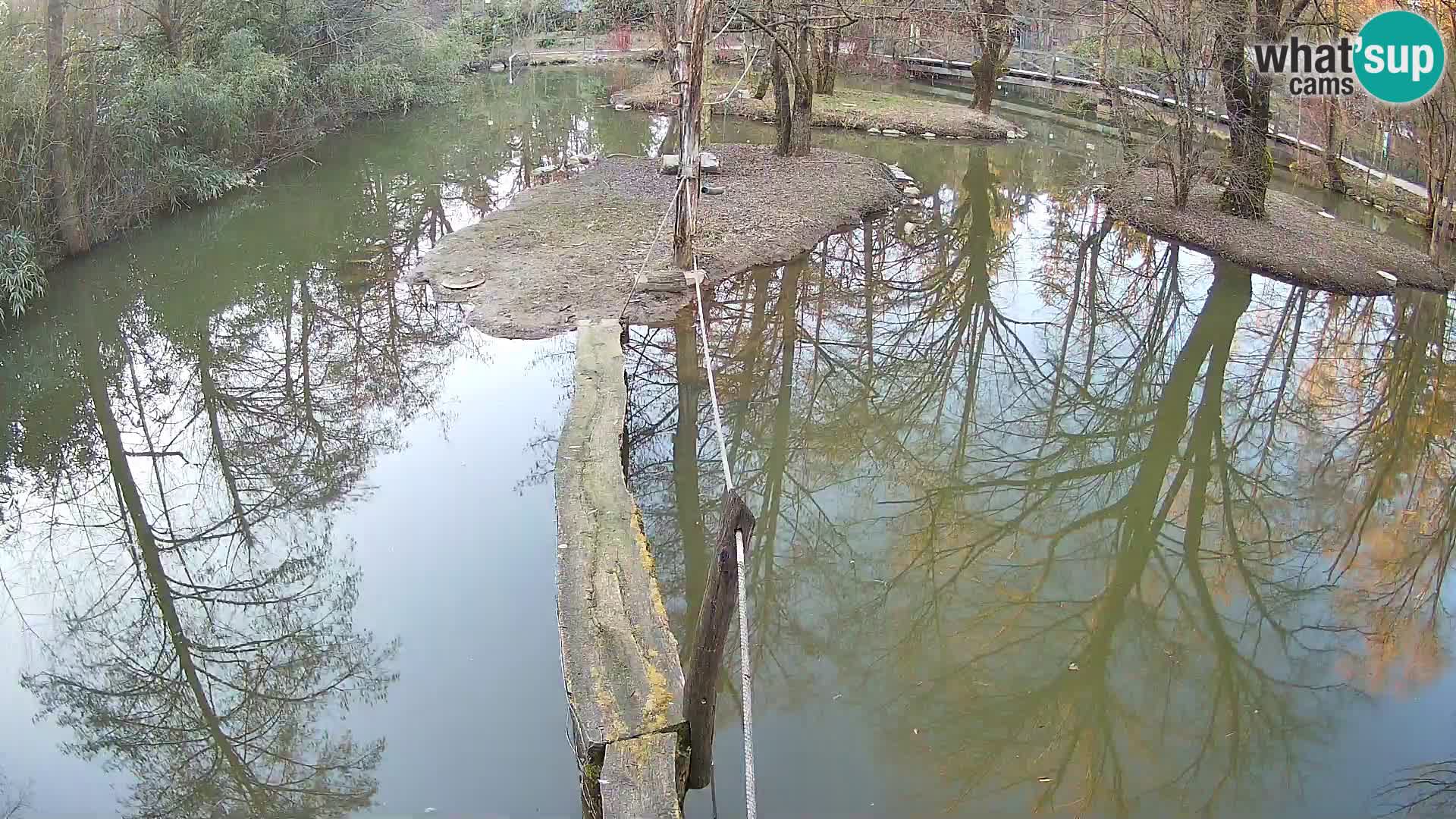 Black and white ruffed lemur Ljubljana Zoo live cam