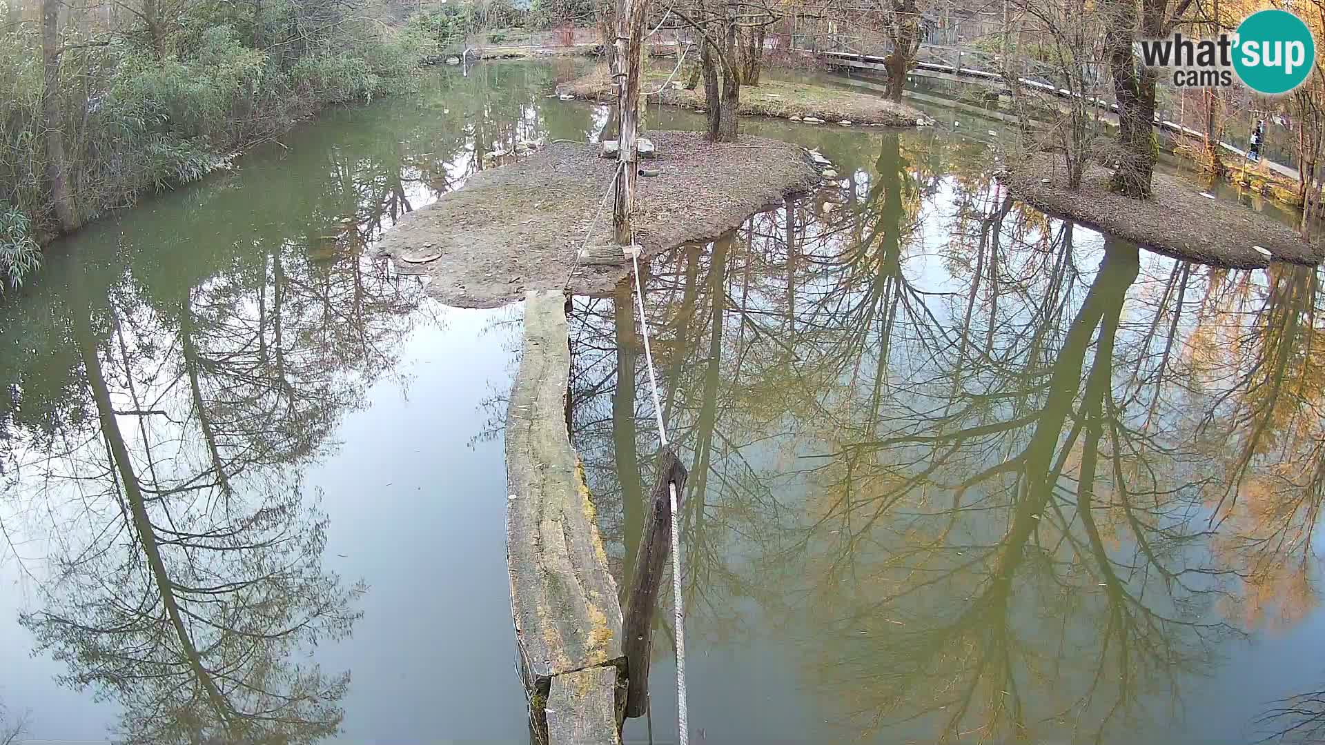 Vari noir et blanc – Ljubljana ZOO  livecam