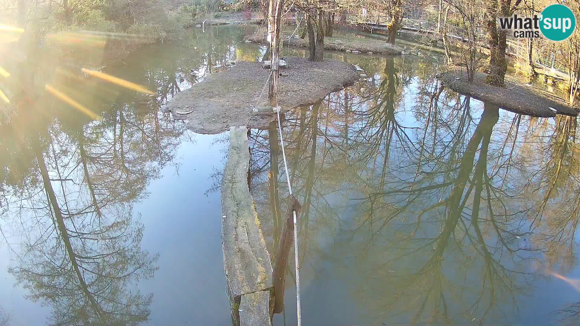 Vari bianconero Zoo Ljubljana webcam