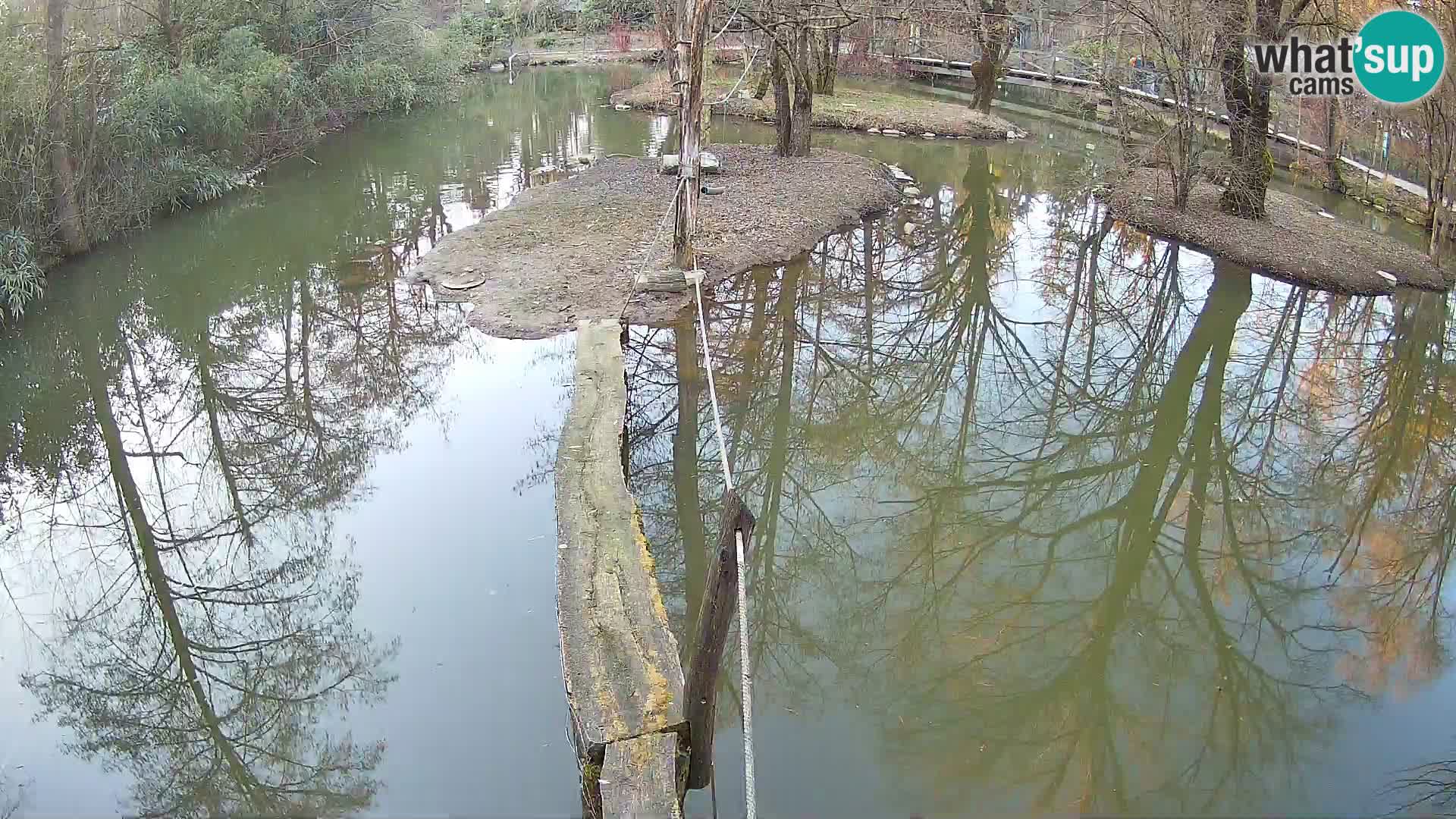 Lémur rufo blanco y negro – Ljubljana Zoo en vivo