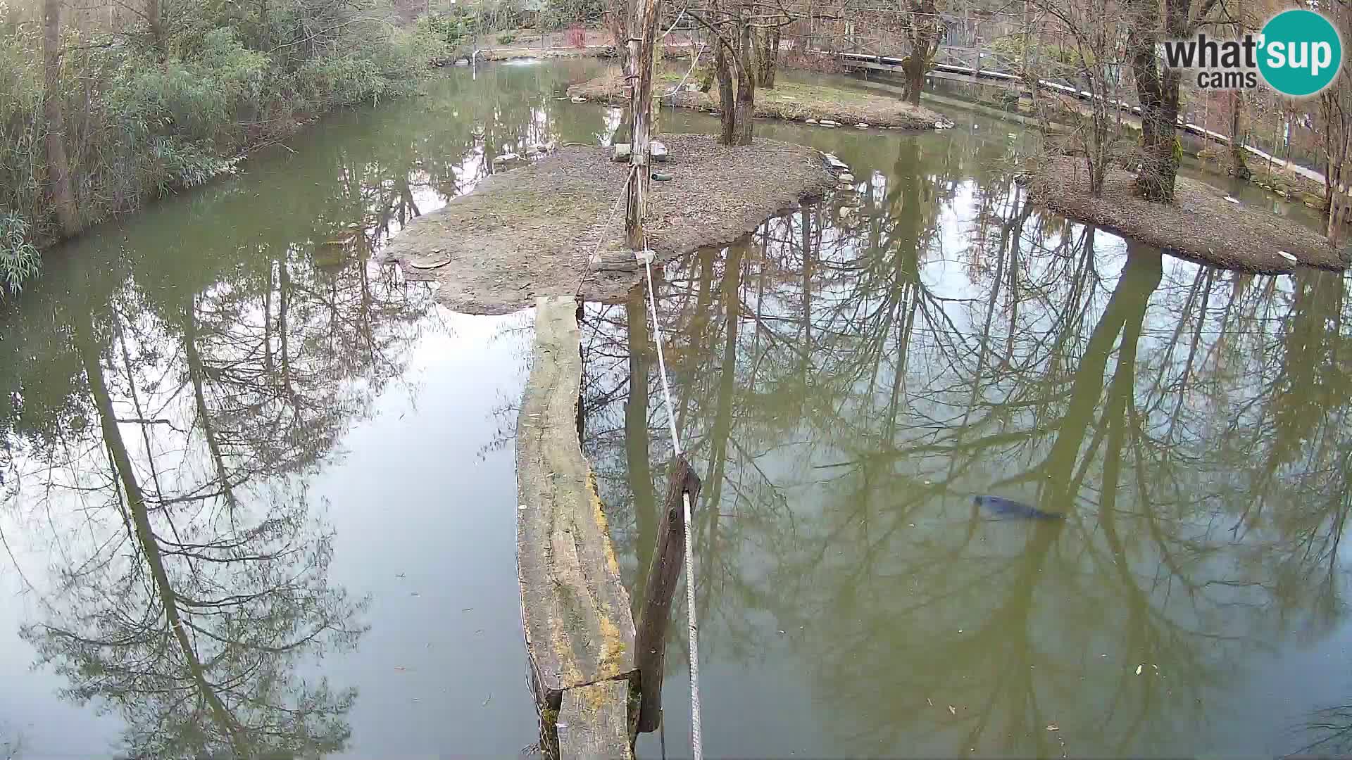 Vari noir et blanc – Ljubljana ZOO  livecam