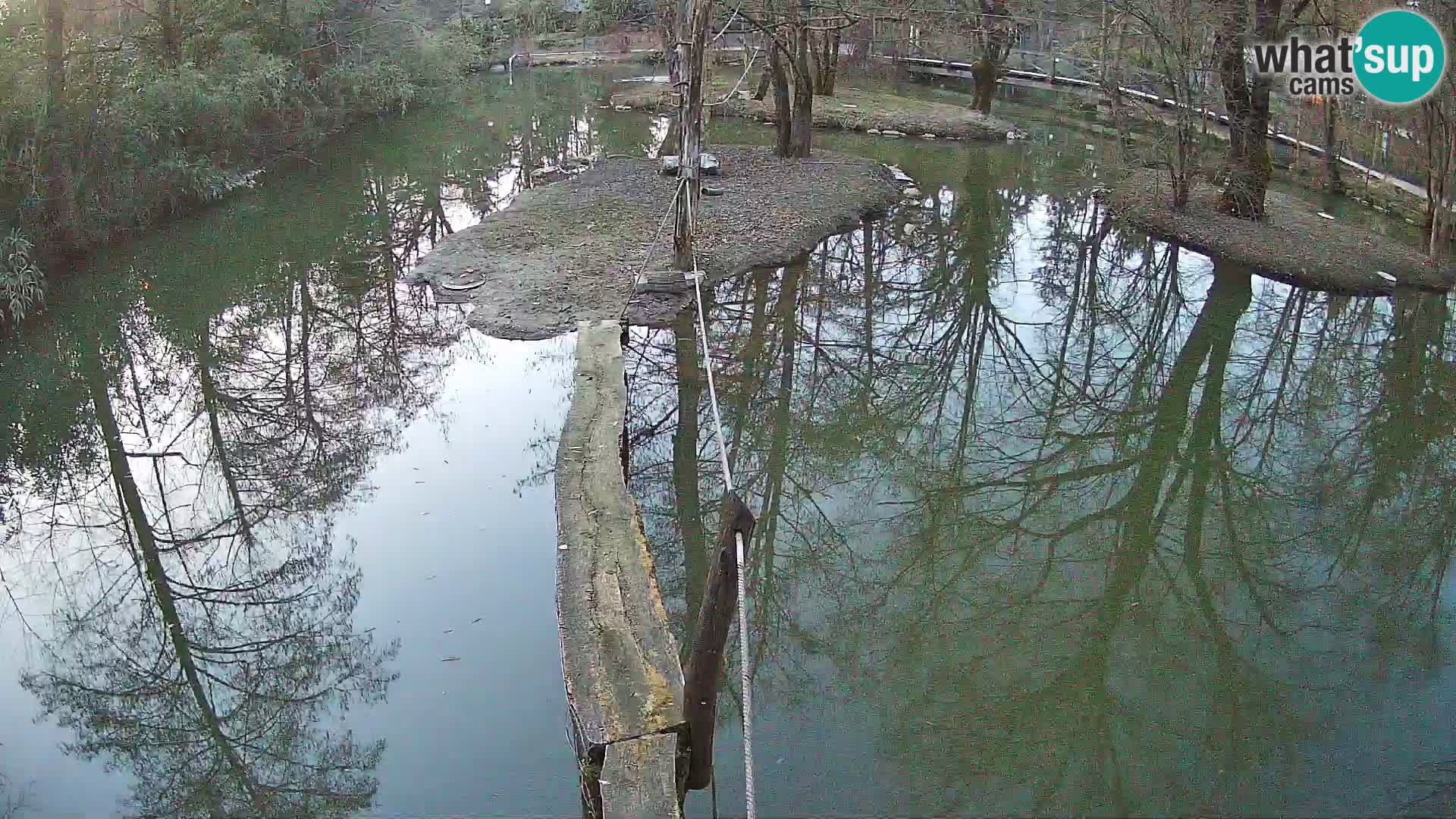 Black and white ruffed lemur Ljubljana Zoo live cam