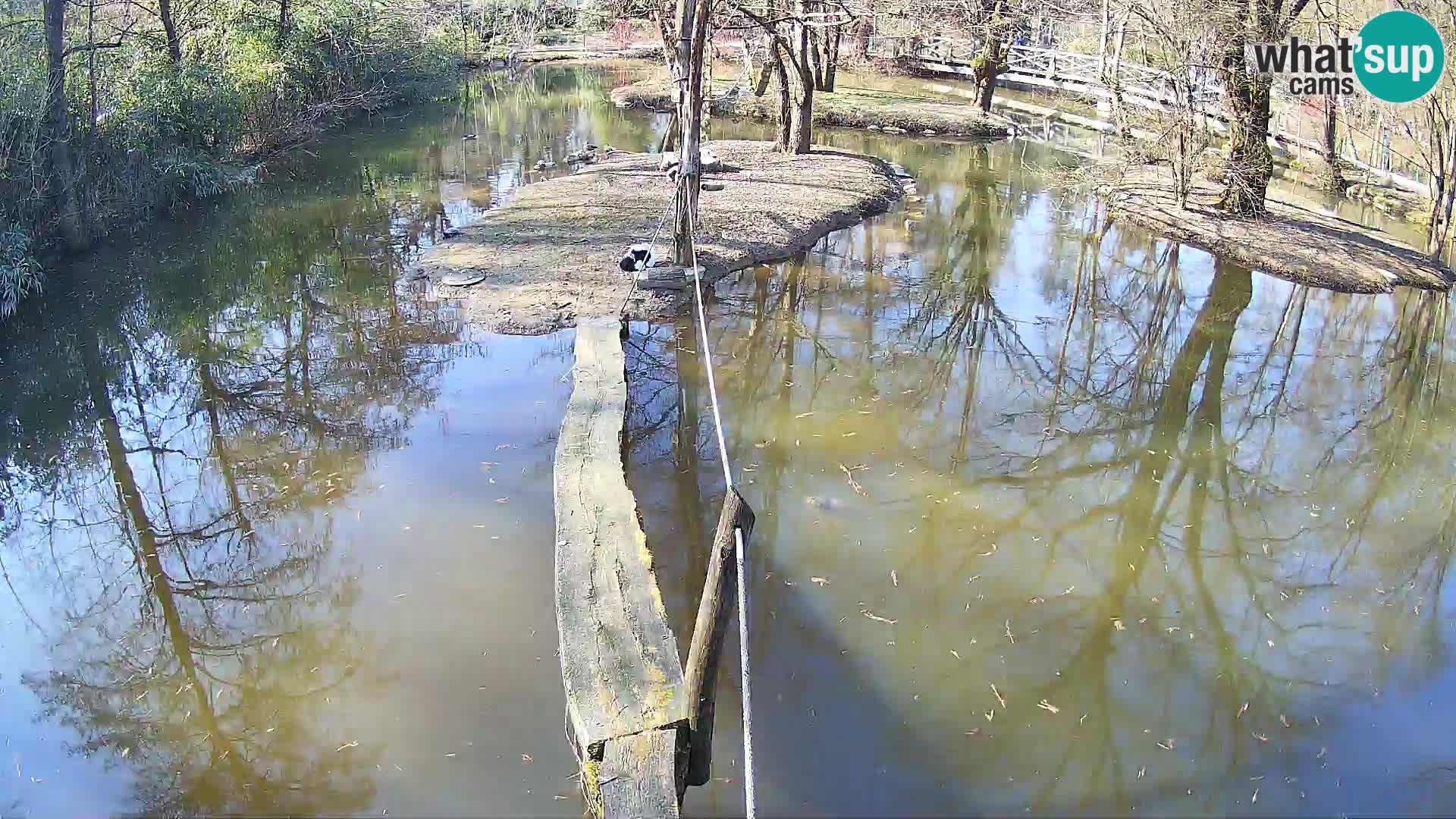 Lémur rufo blanco y negro – Ljubljana Zoo en vivo