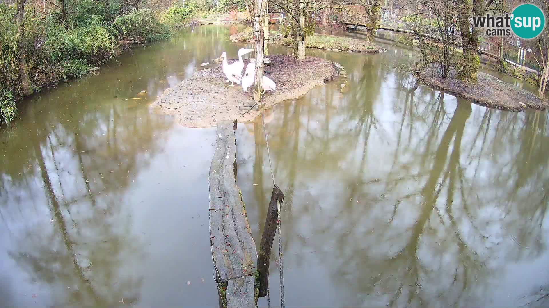 Black and white ruffed lemur Ljubljana Zoo live cam