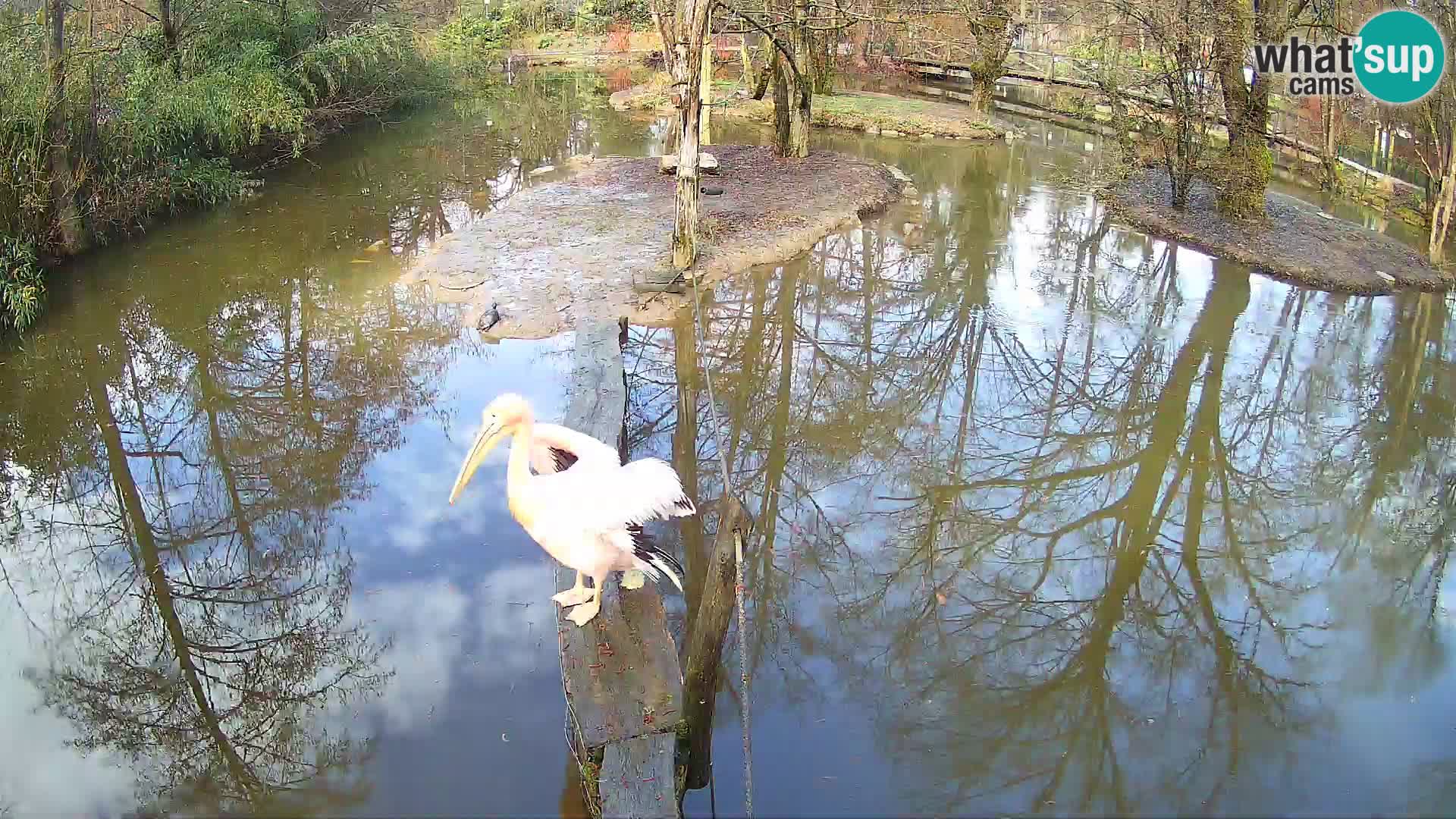 Schwarzweiße Vari Zoo Ljubljana webcam