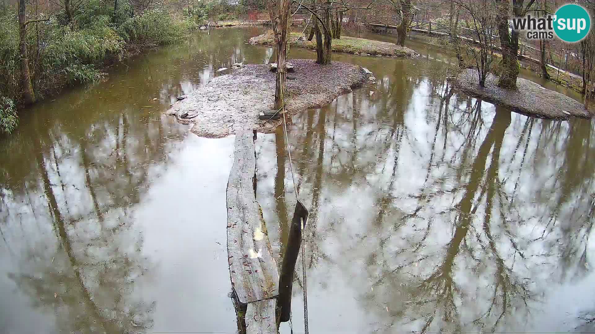 Lémur rufo blanco y negro – Ljubljana Zoo en vivo