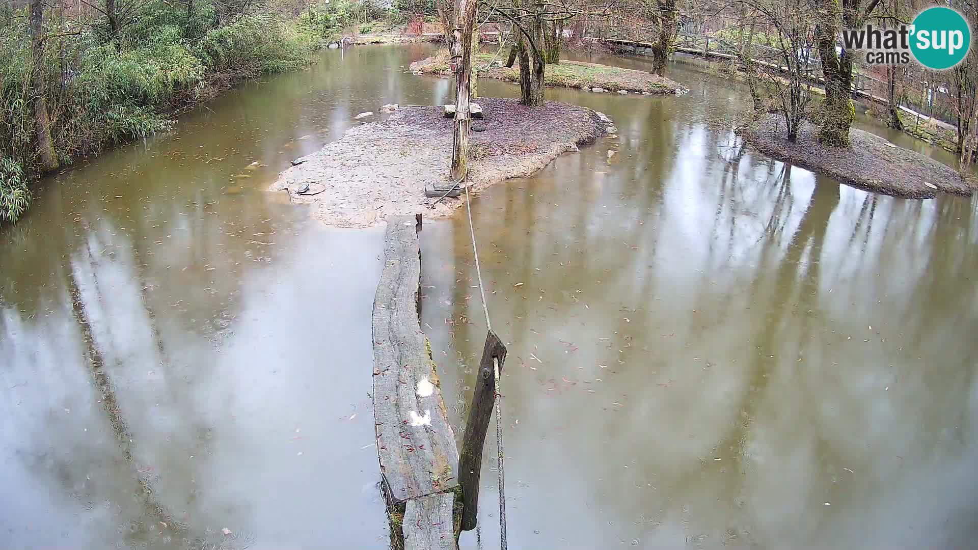 Black and white ruffed lemur Ljubljana Zoo live cam