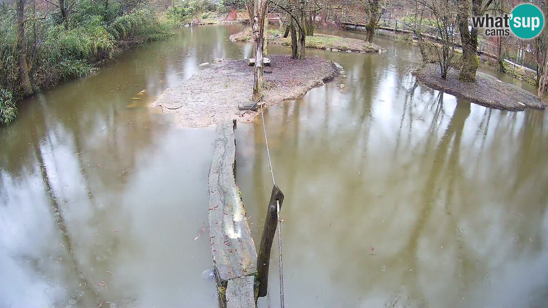 Schwarzweiße Vari Zoo Ljubljana webcam