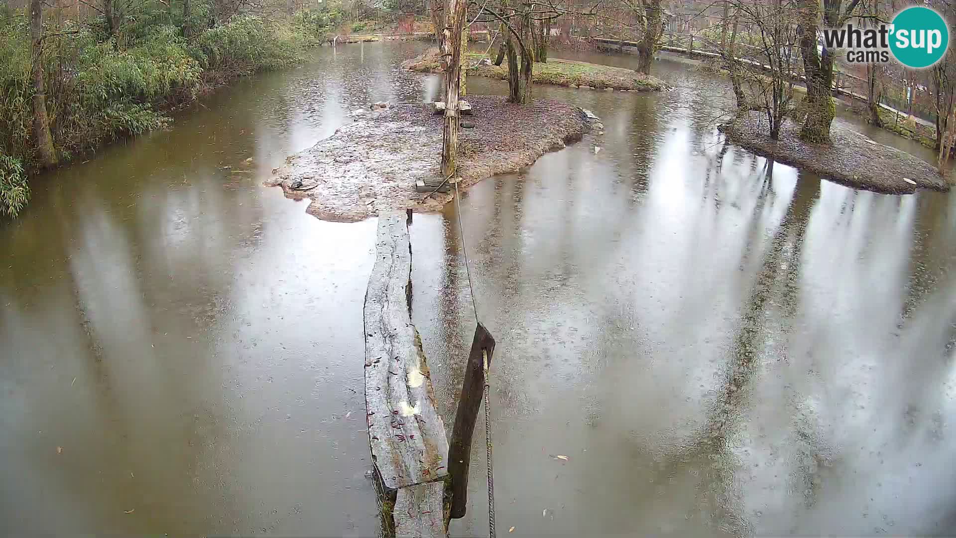 Schwarzweiße Vari Zoo Ljubljana webcam