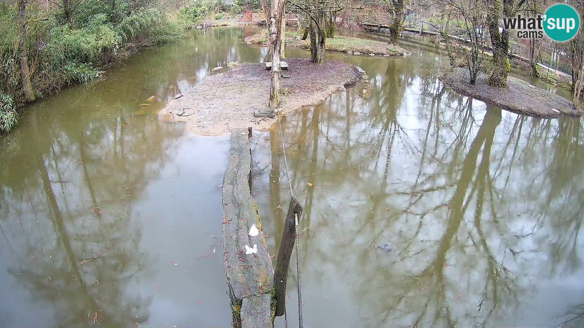 Navadni vari u živo – Ljubljana zoo