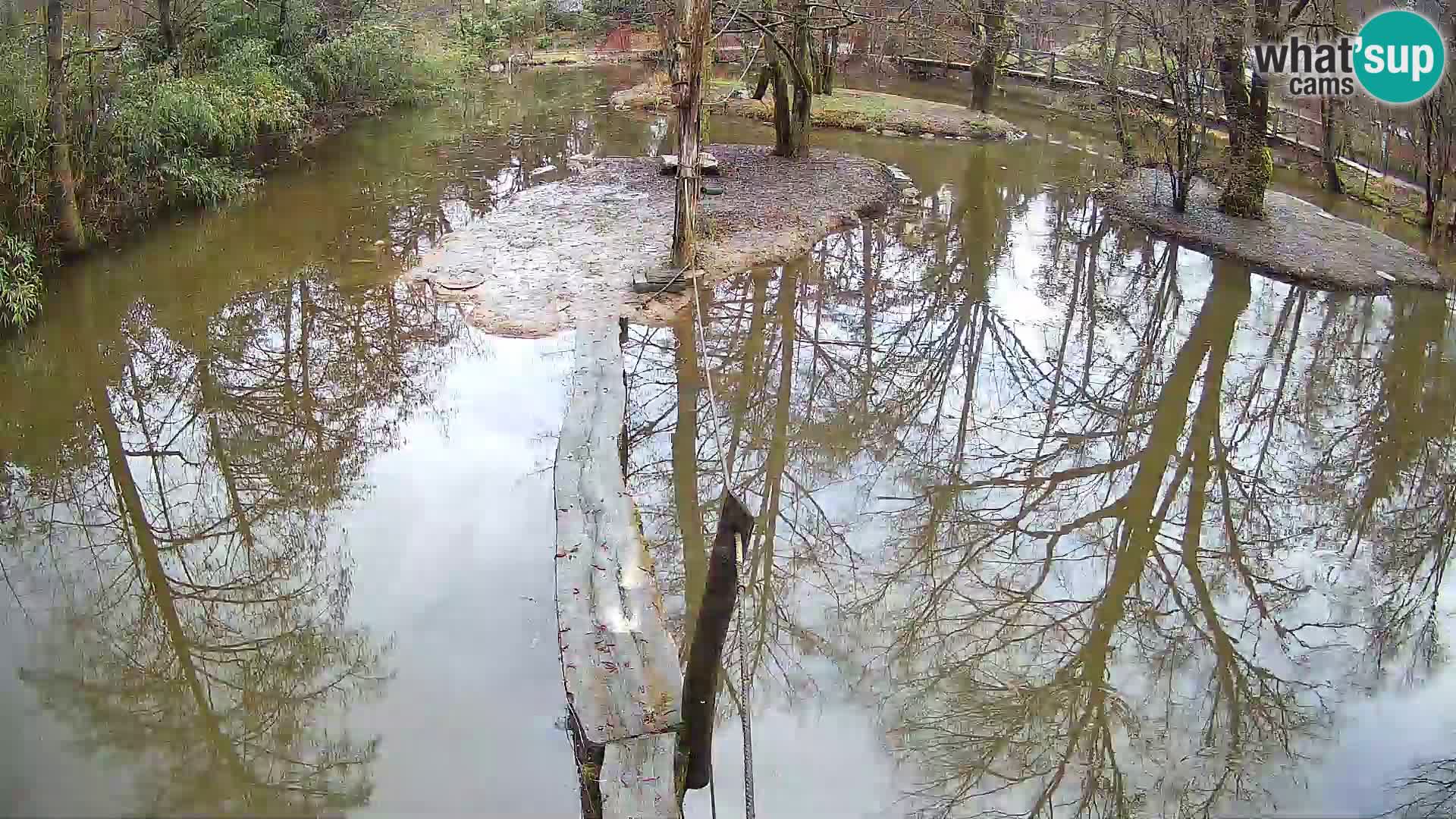 Vari bianconero Zoo Ljubljana webcam