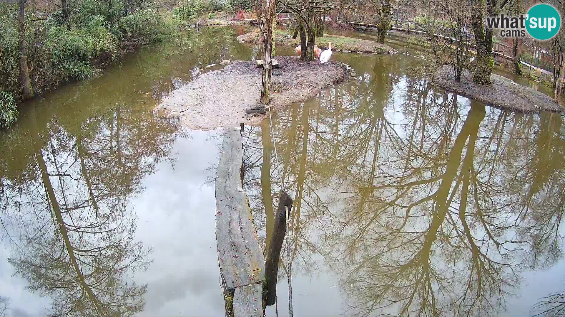 Navadni vari u živo – Ljubljana zoo