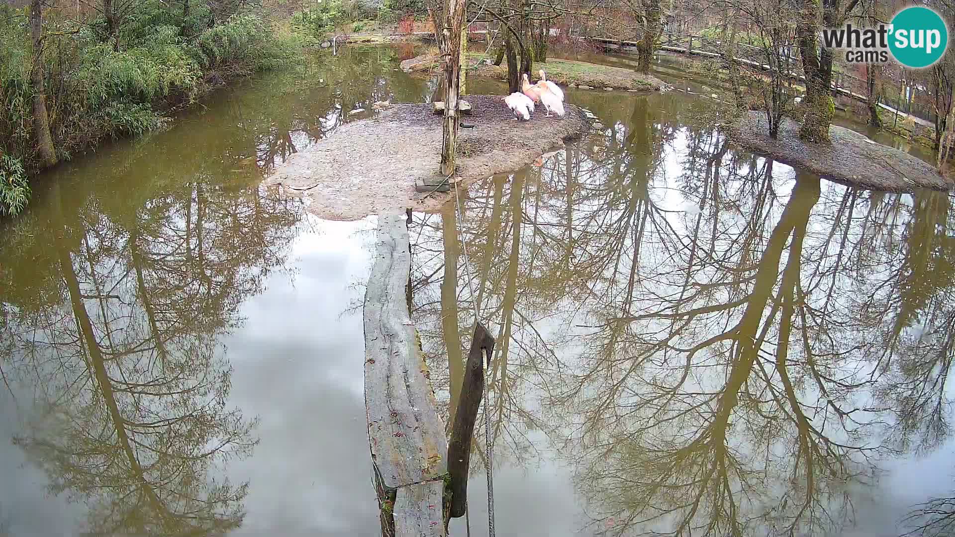 Lémur rufo blanco y negro – Ljubljana Zoo en vivo