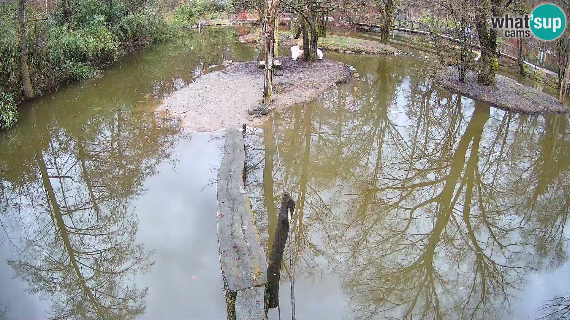 Navadni vari u živo – Ljubljana zoo