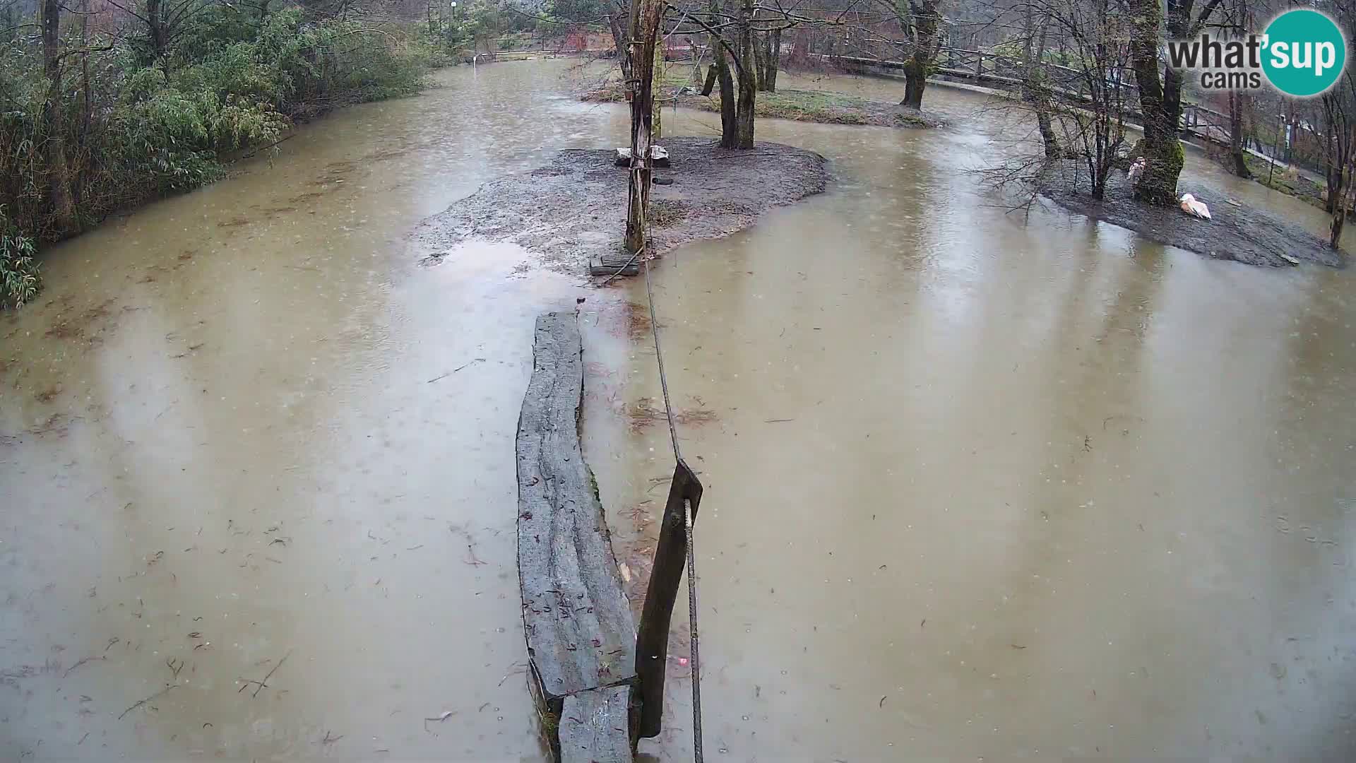 Schwarzweiße Vari Zoo Ljubljana webcam