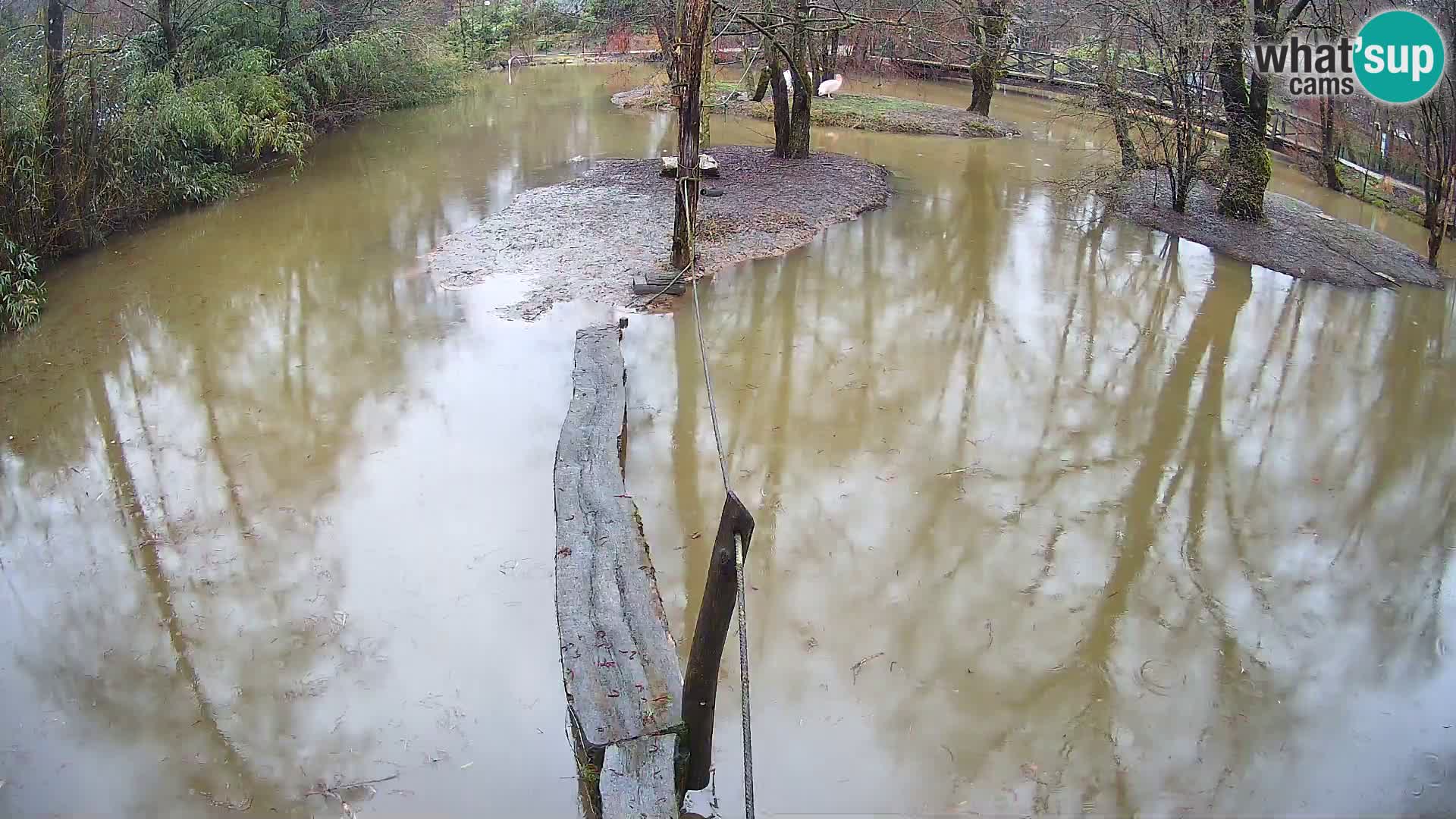 Schwarzweiße Vari Zoo Ljubljana webcam