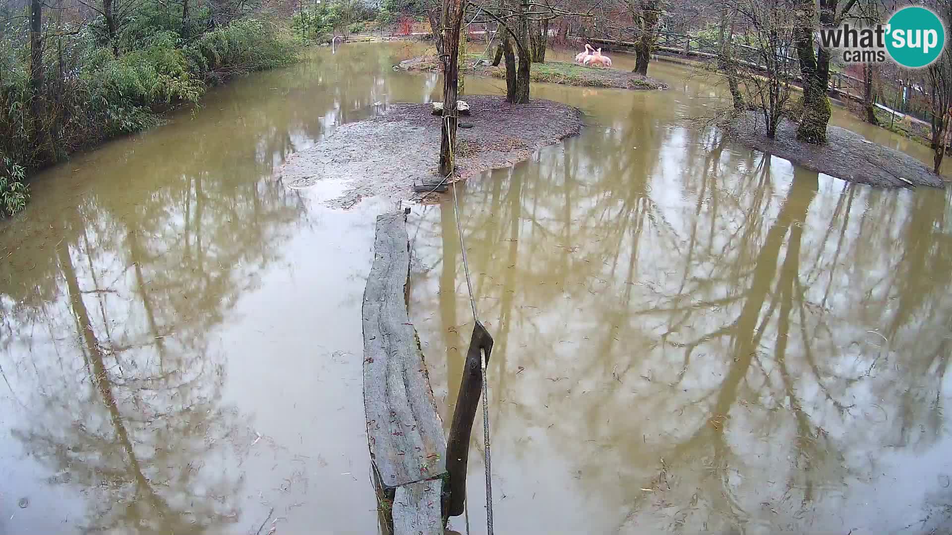 Vari noir et blanc – Ljubljana ZOO  livecam