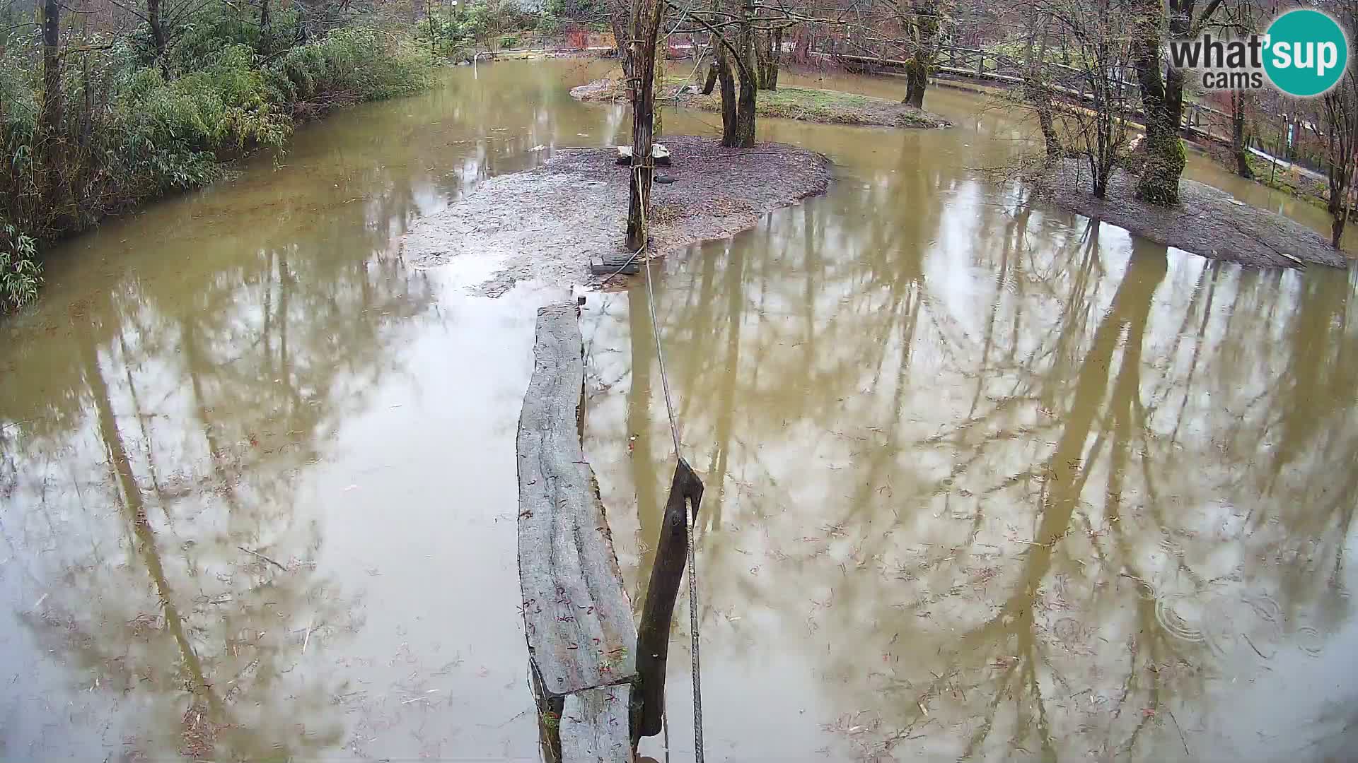 Navadni vari v živo – Ljubljana živalski vrt