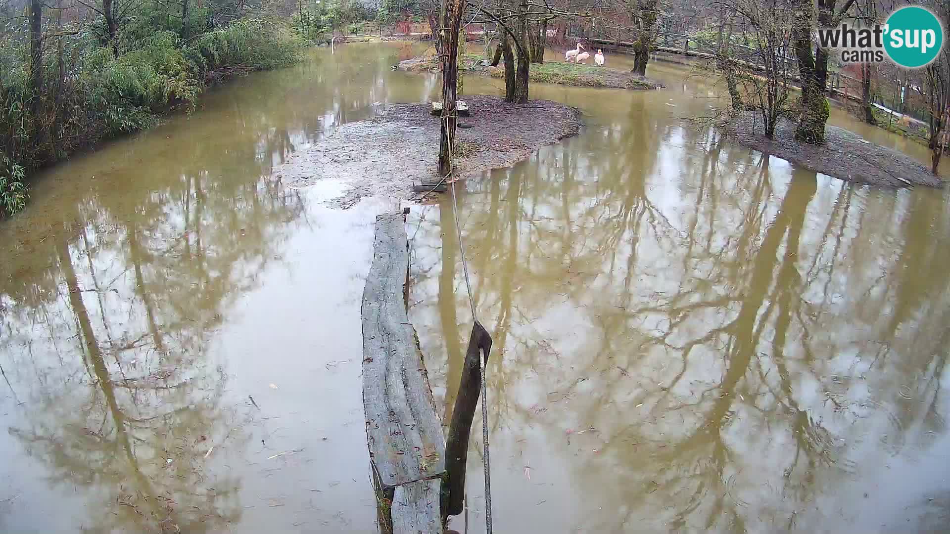 Vari bianconero Zoo Ljubljana webcam