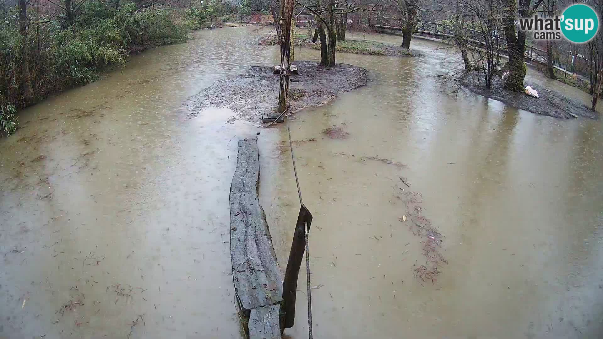 Lémur rufo blanco y negro – Ljubljana Zoo en vivo