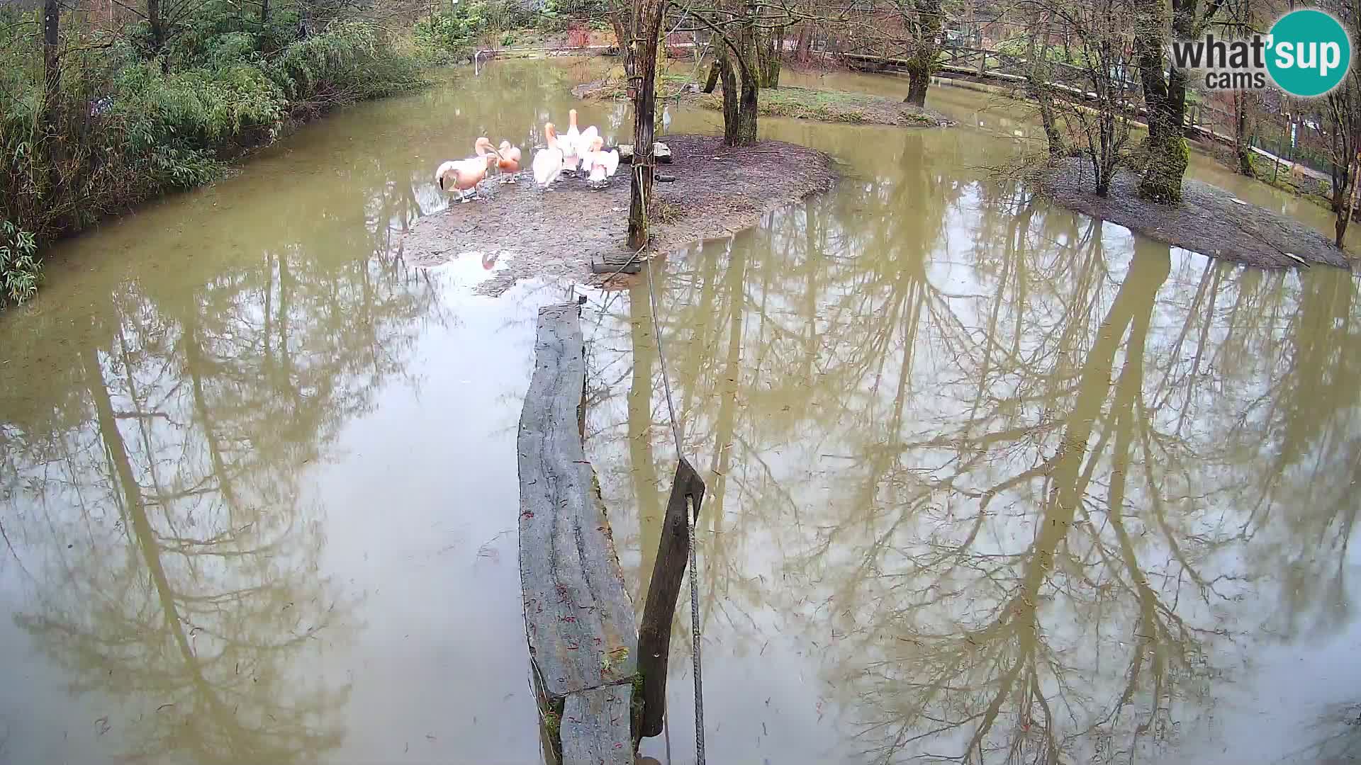 Schwarzweiße Vari Zoo Ljubljana webcam