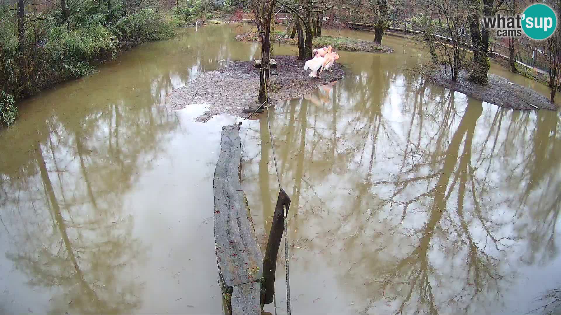 Schwarzweiße Vari Zoo Ljubljana webcam